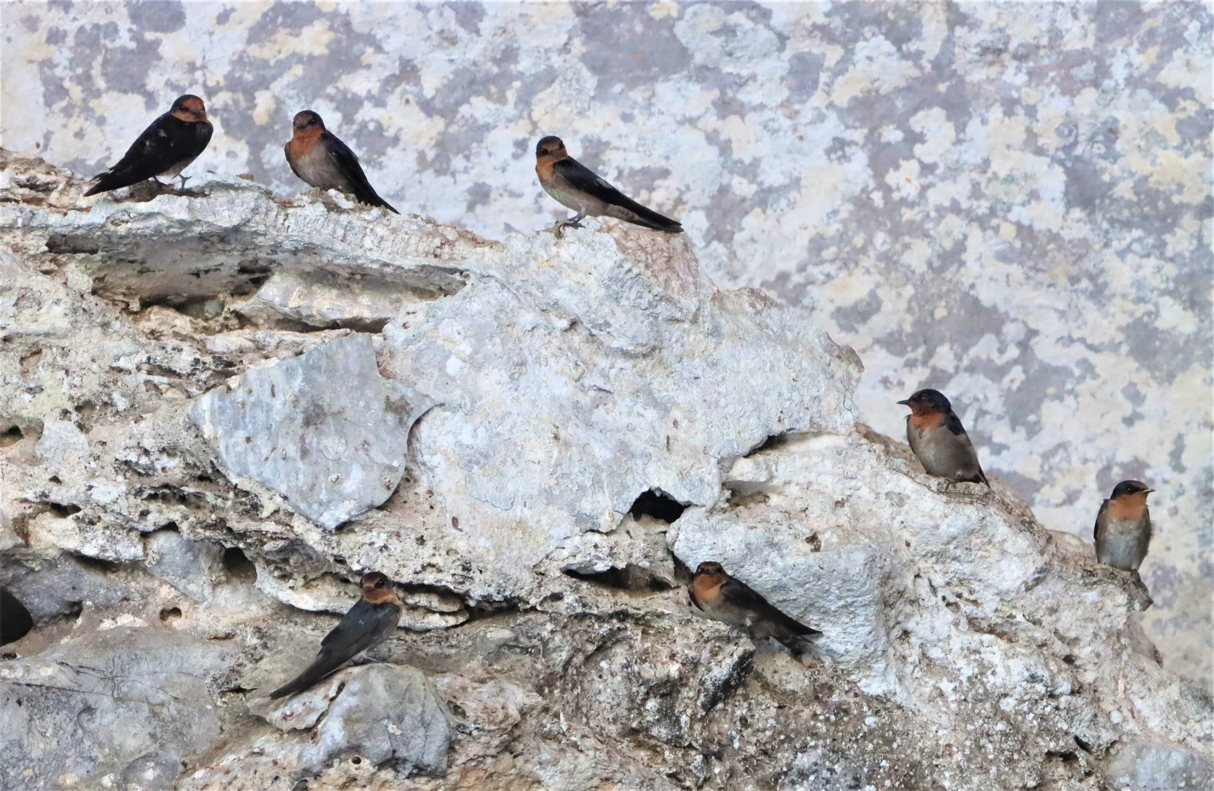 Barn Swallow (Hirundo rustica) Ao Phang Nga NP Thailand (16).jpg