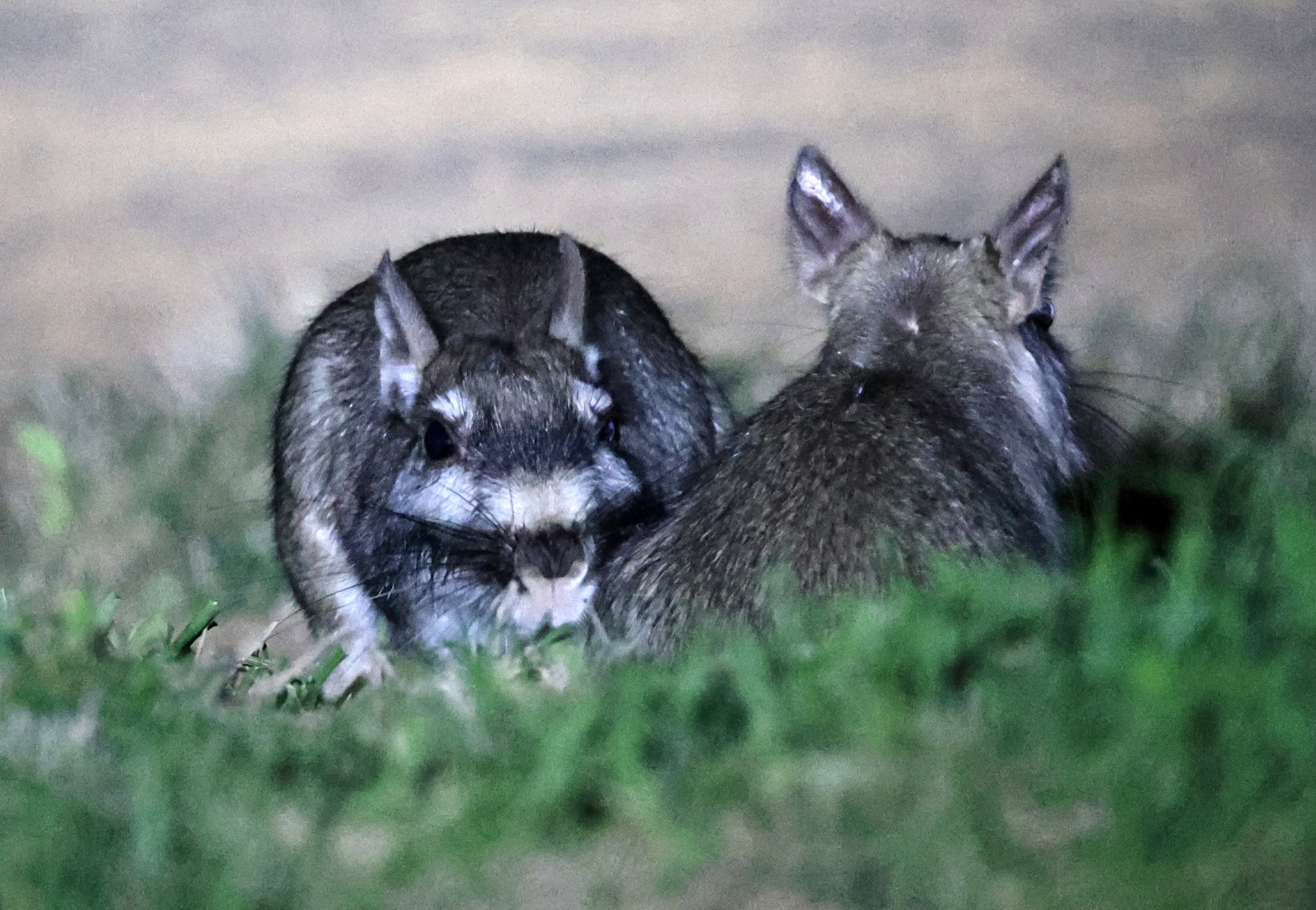 Plains Vizcacha (Lagostomus maximus) Reserva Natural Canada el Carmen, Paraguay  (33).jpg