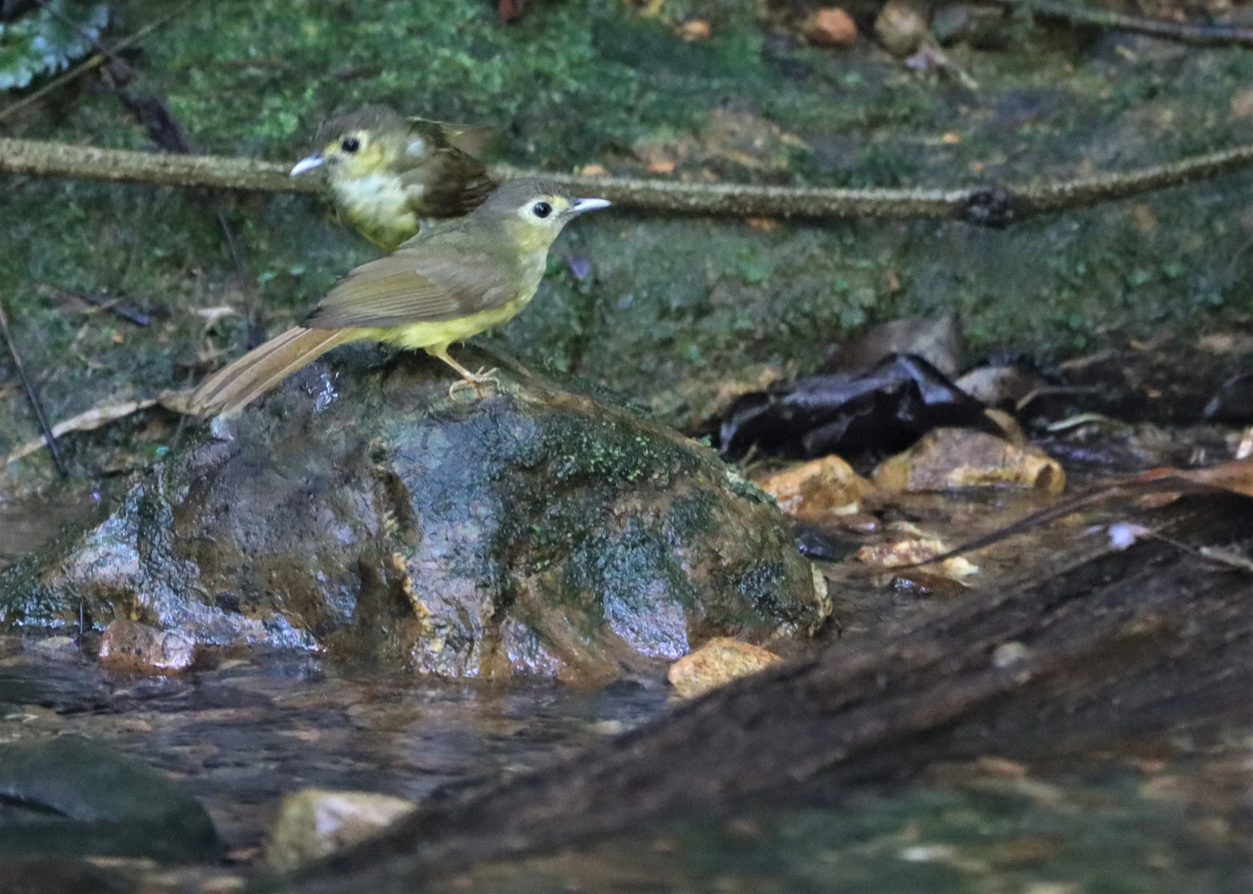 BULBUL - HAIRY-BACKED BULBUL - Tricholestes criniger - SI PHANG NGA NATIONAL PARK (11).jpg