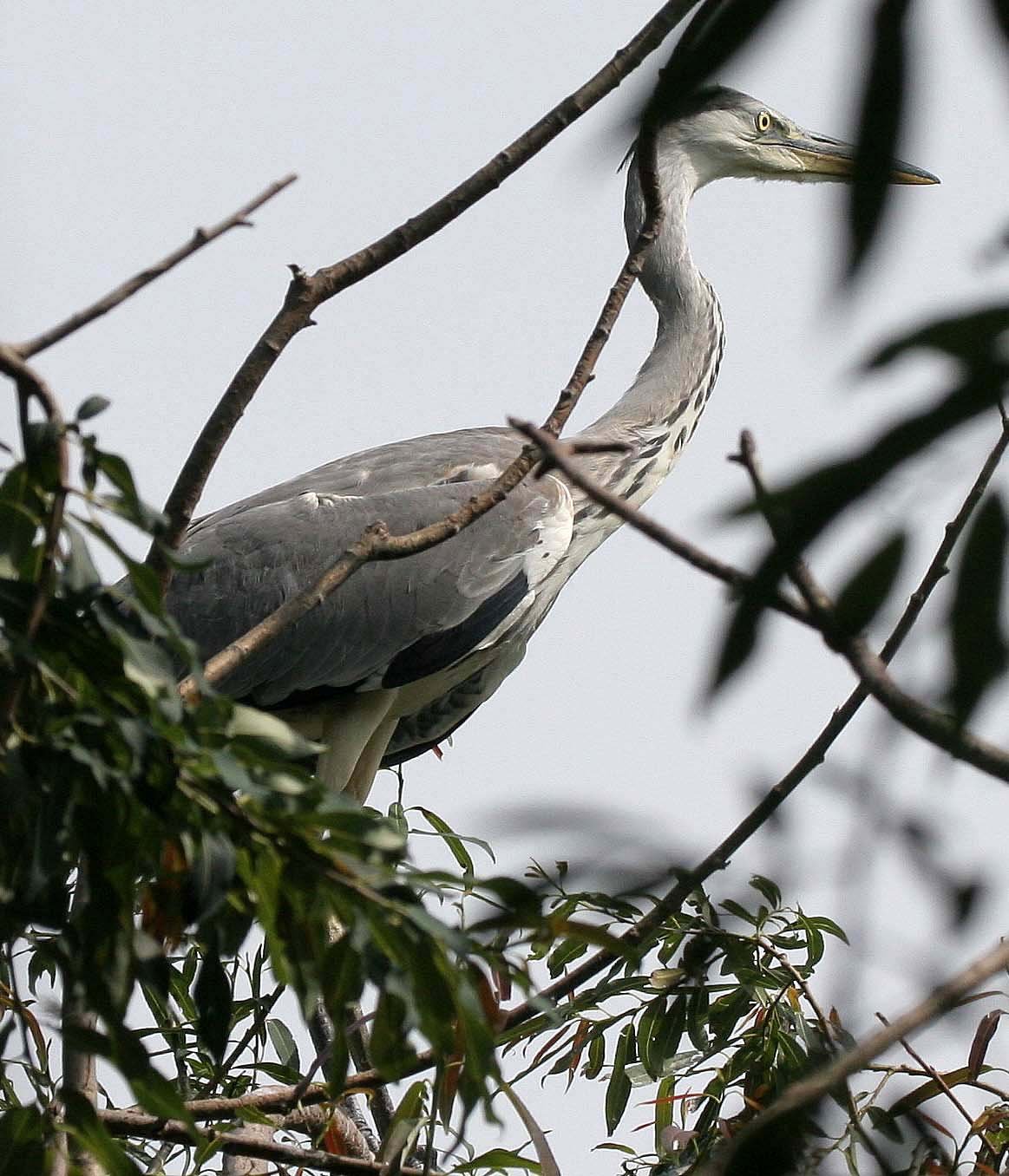HERON - GREY HERON -  Ardea cinerea - ROOKERY IN SELENGA DELTA - LAKE BAIKAL RUSSIA (11).jpg