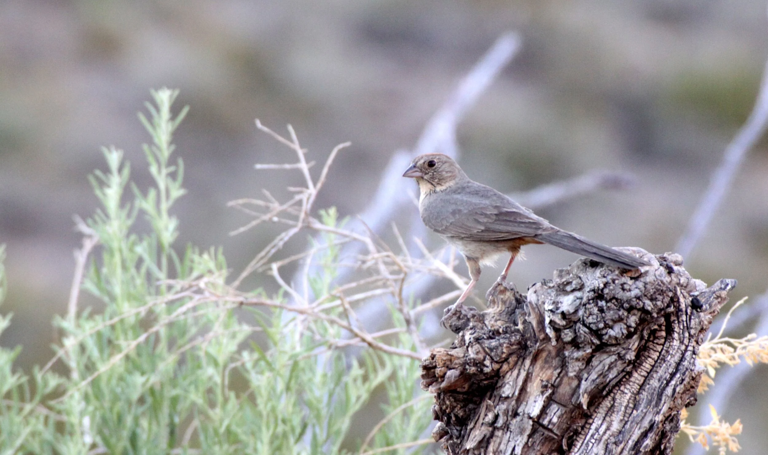 Canyon Towhee (Melozone fusca) Franklin Mountains State Park Texas (5).JPG
