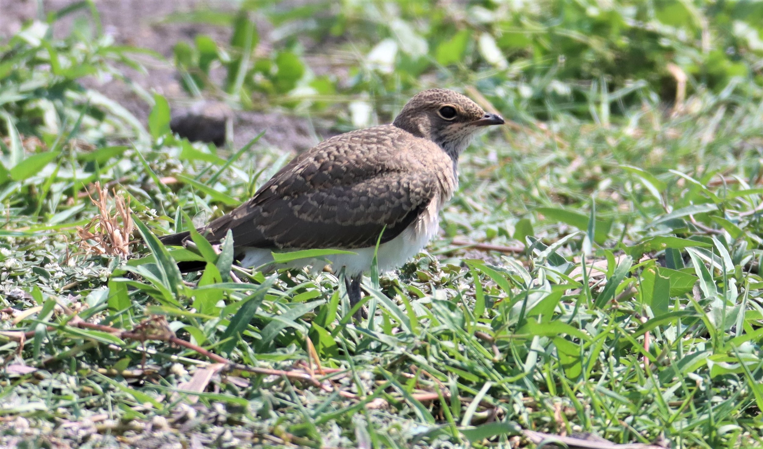 PRATINCOLE - ORIENTAL PRATINCOLE - Glaveola maldivarum - BANG KHAEM WETLANDS NAKHON PATHOM (6).jpg