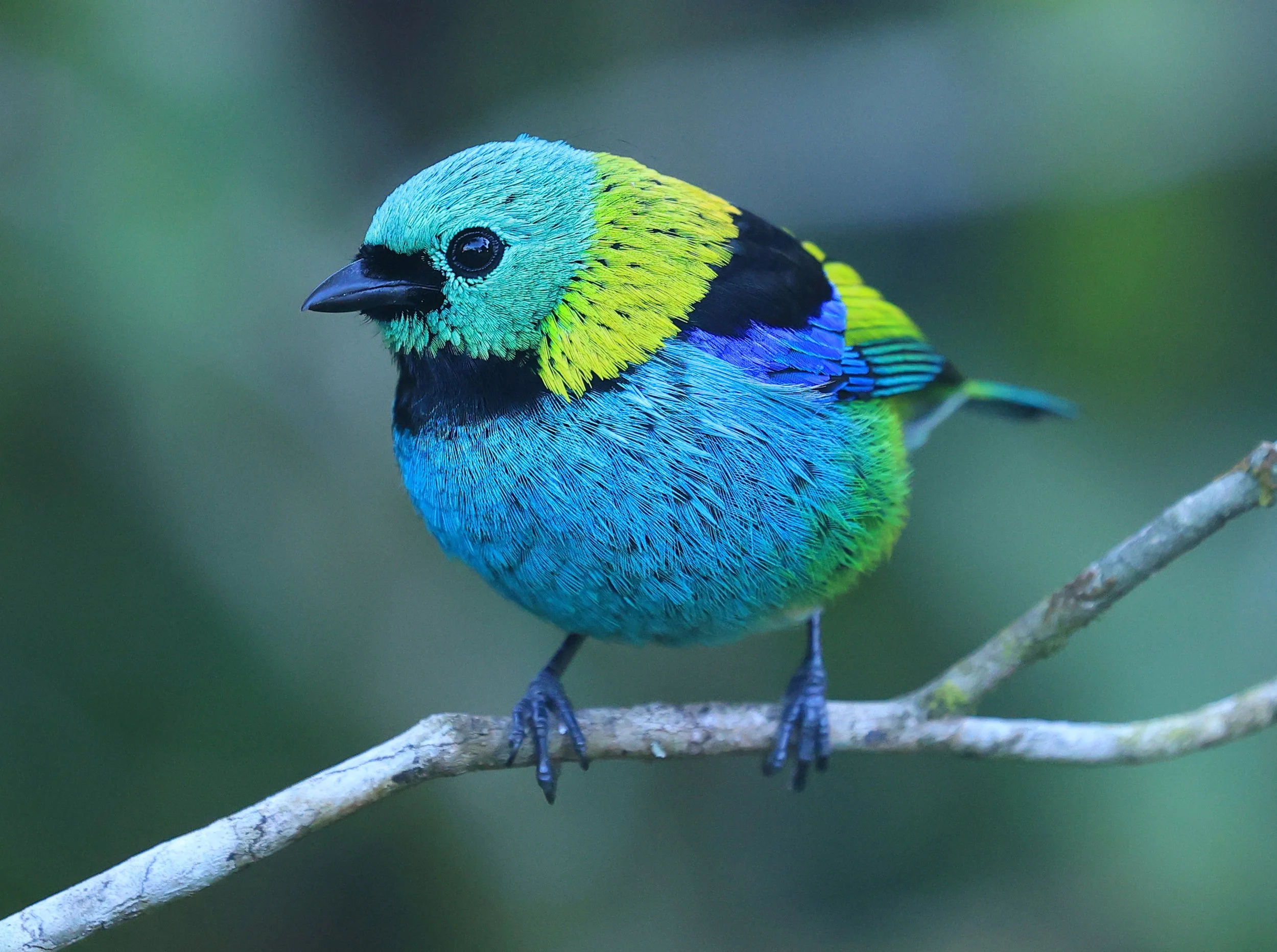 Green-headed Tanager (Tangara seledon)  Superagui National Park, Brazil (215).jpg