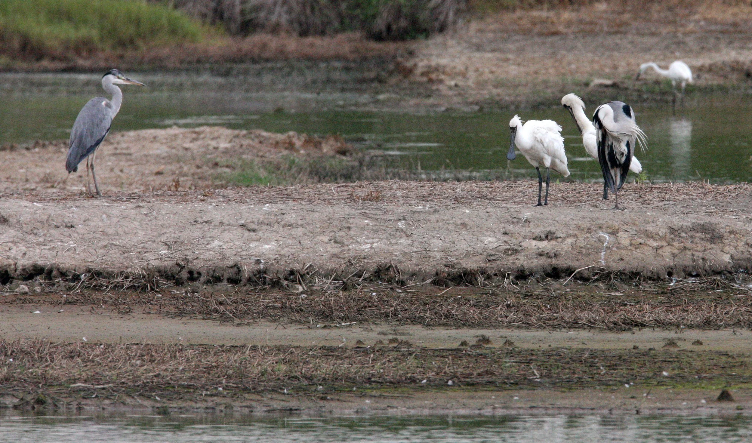SPOONBILL - BLACK-FACED SPOONBILL - Platalea minor - MAI PO WETLANDS HONG KONG (59).JPG