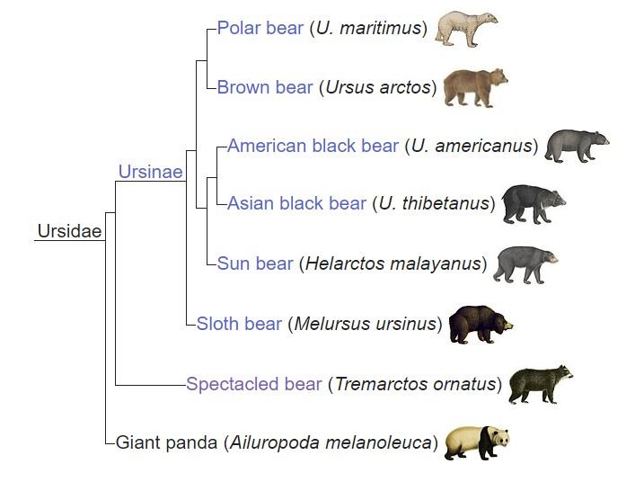 Family Ursidae Bears — Coke Smith Wildlife