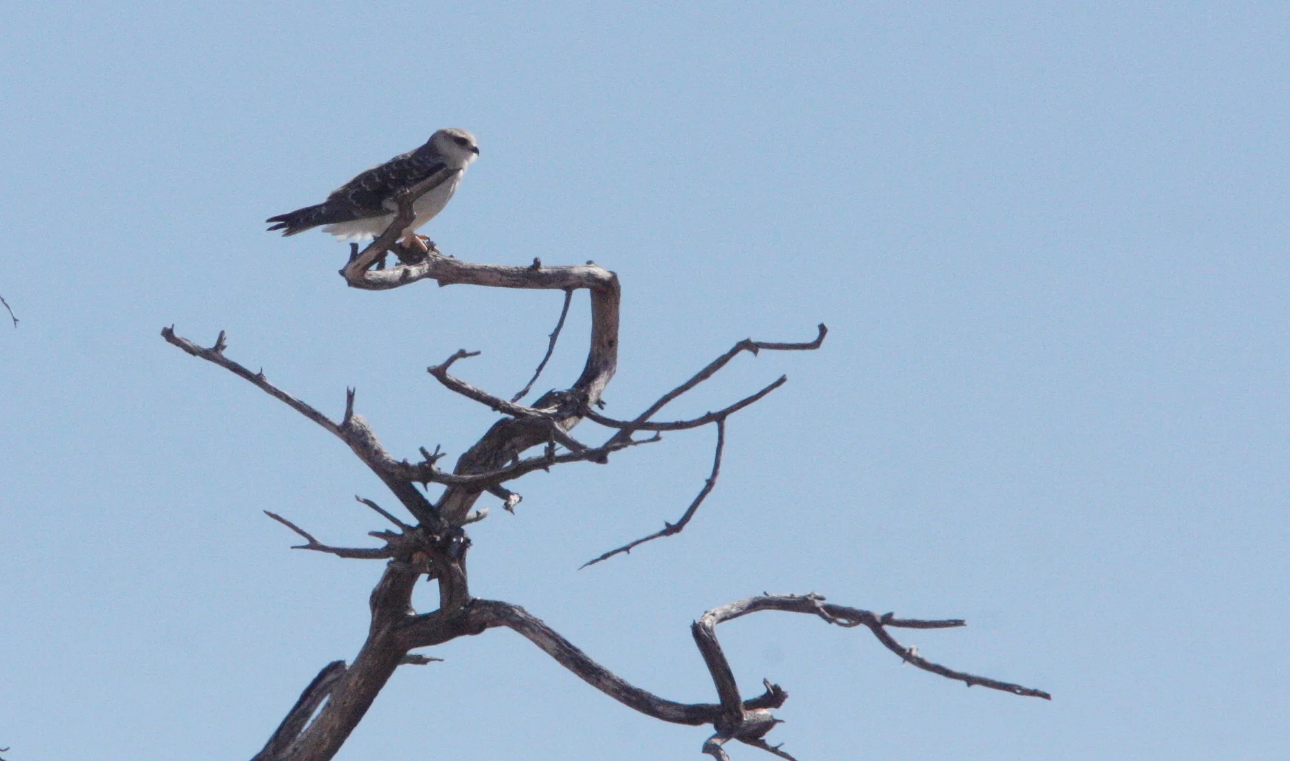 Elanus caeruleus caeruleus - BLACK-SHOULDERED KITE - ETOSHA NATIONAL PARK NAMIBIA (8).JPG