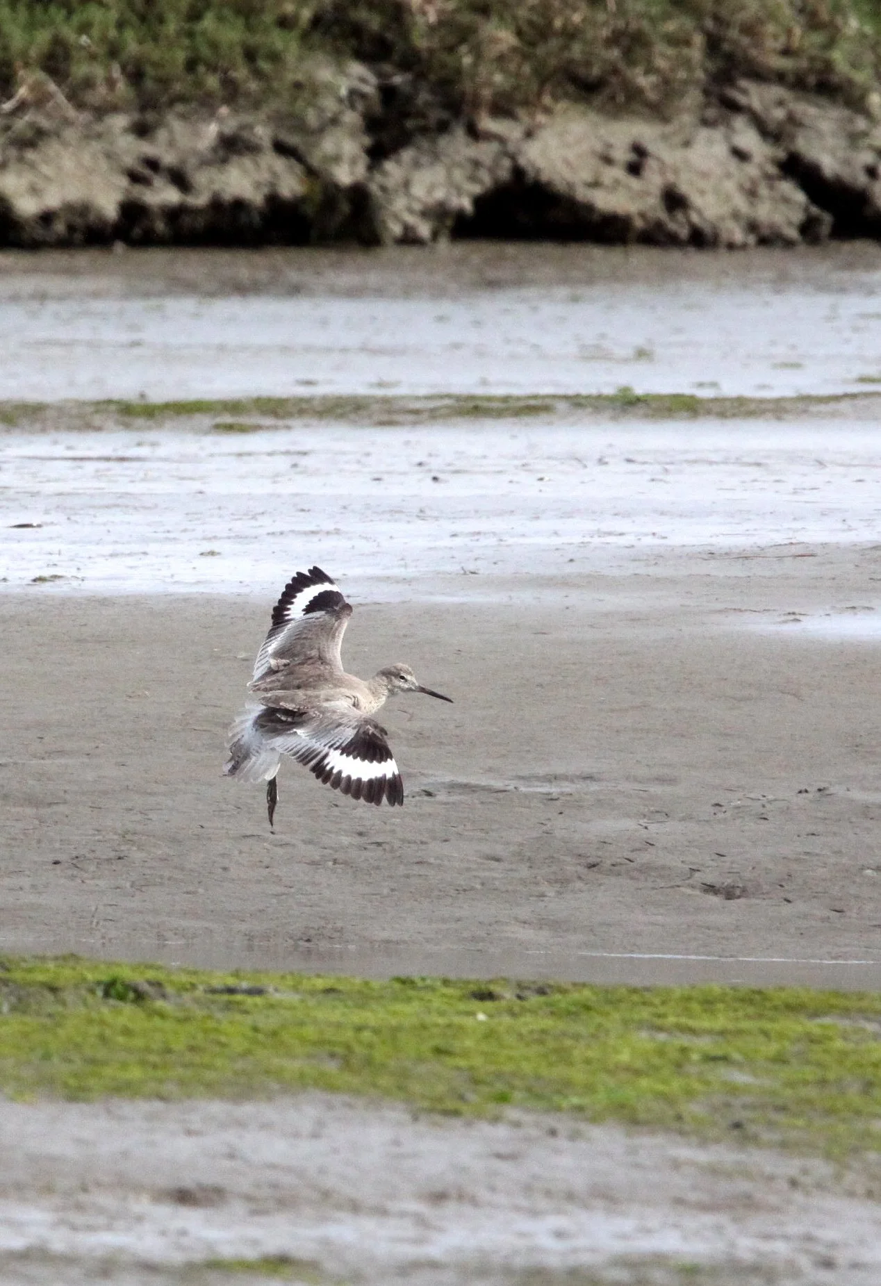 BIRD - WILLET - ELK HORN SLOUGH RESERVE CALIFORNIA (2).JPG