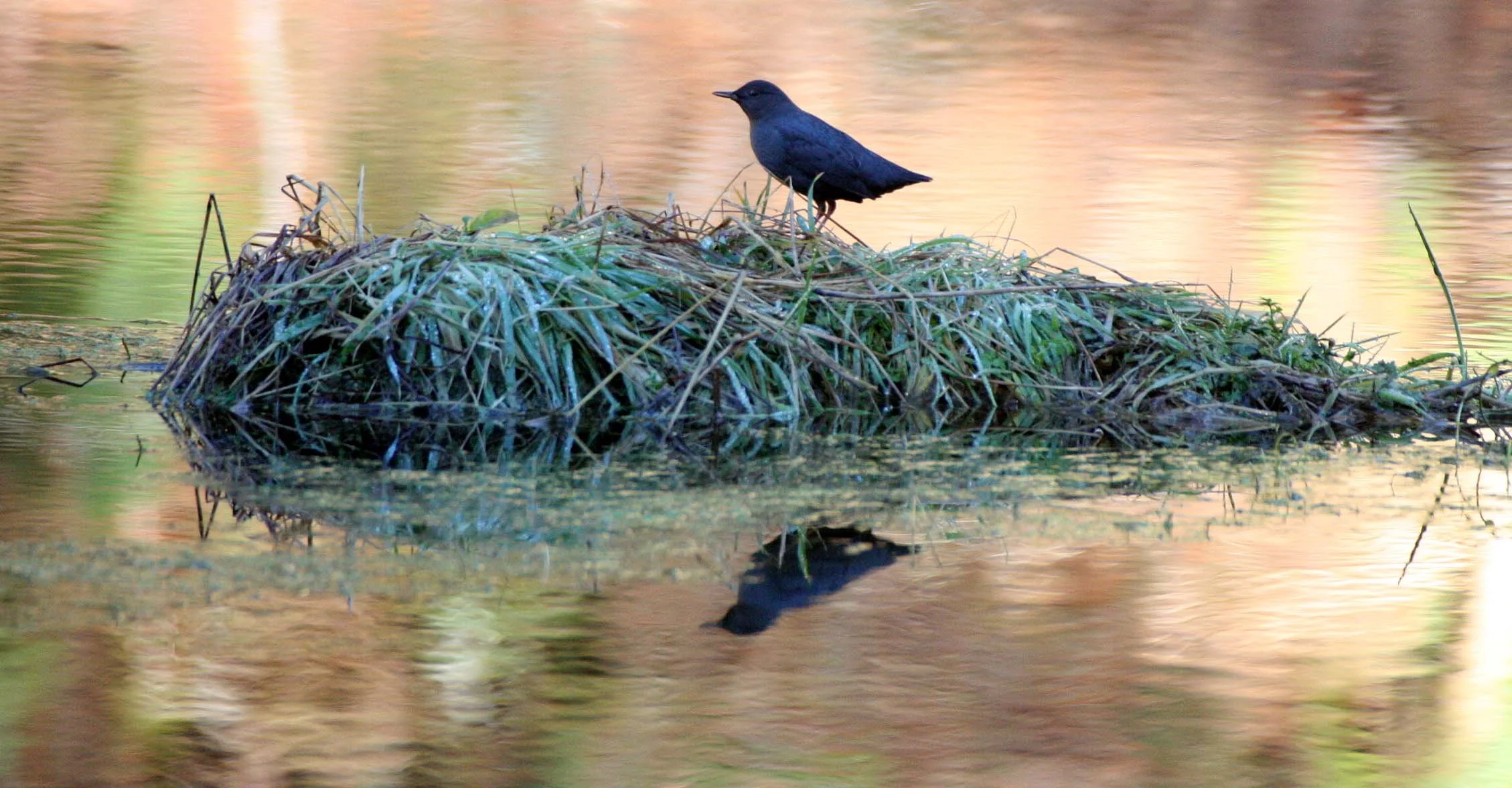 American dipper (Cinclus mexicanus) Hoh Rainforest Washington State (27).JPG
