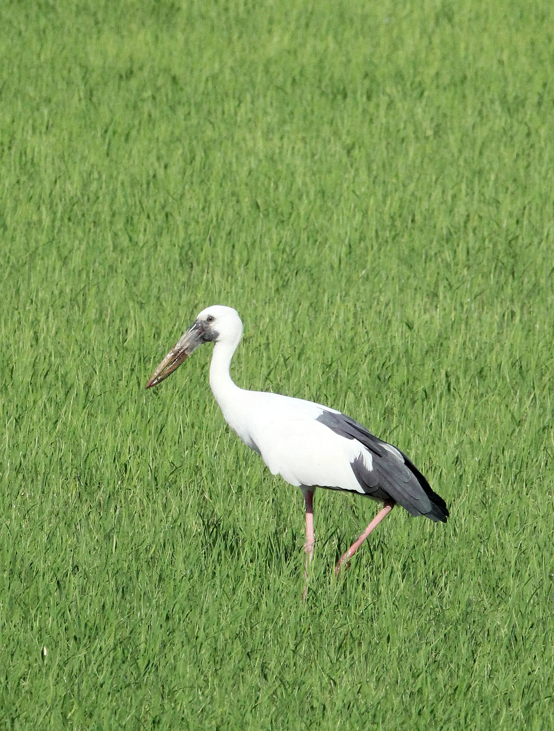 STORK - ASIAN OPENBILL - Anastomus oscitans - UTHAI THANI THAILAND (15).JPG