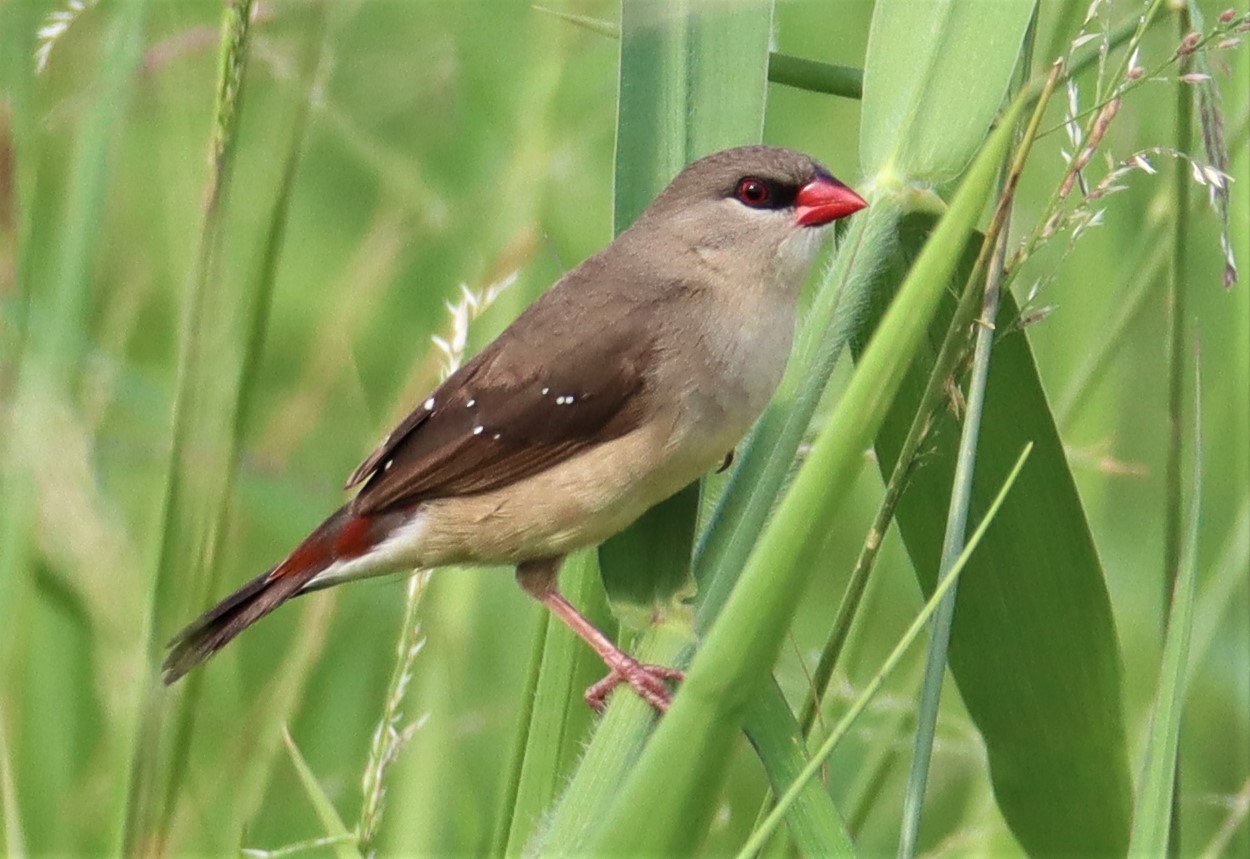 RED AVADAVAT - Amandava amandava - LAT KRABANG RICE FIELDS AT THAP YAO (7).jpg