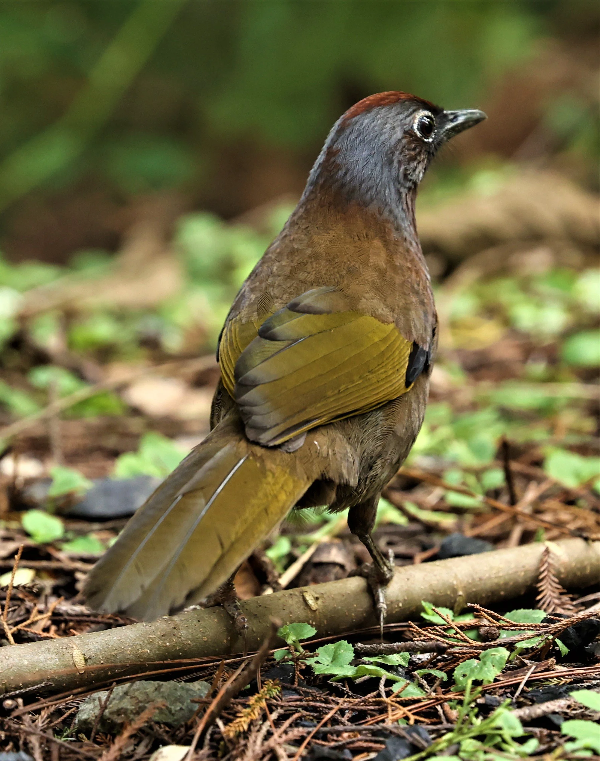 Trochalopteron peninsulae - MALAYAN LAUGHINGTHRUSH - FRASER'S HILL, MALAYSIA JUNE 2022 (17).jpg