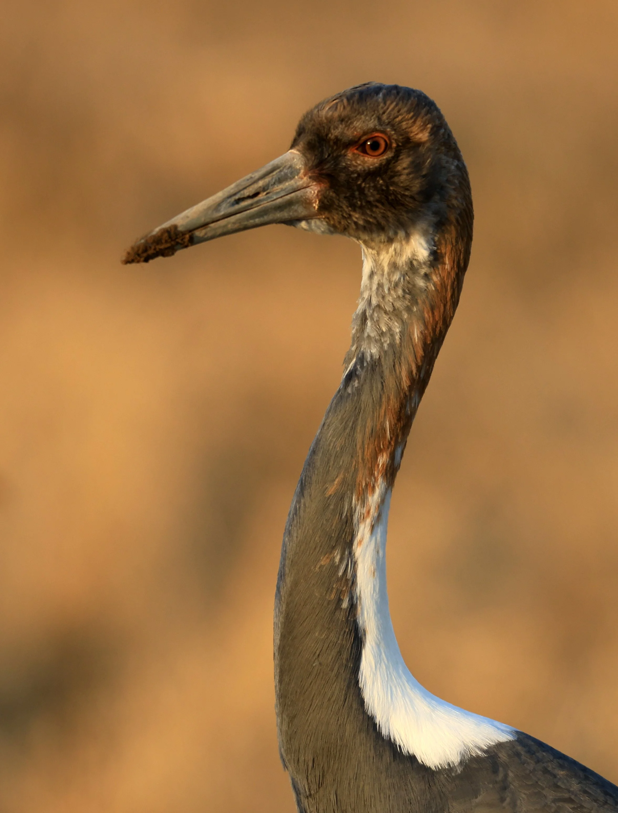 White-naped Crane (Antigone vipio) Izumi Crane Park & Center, Izumi Kagoshima Kyushu Japan (643).jpg