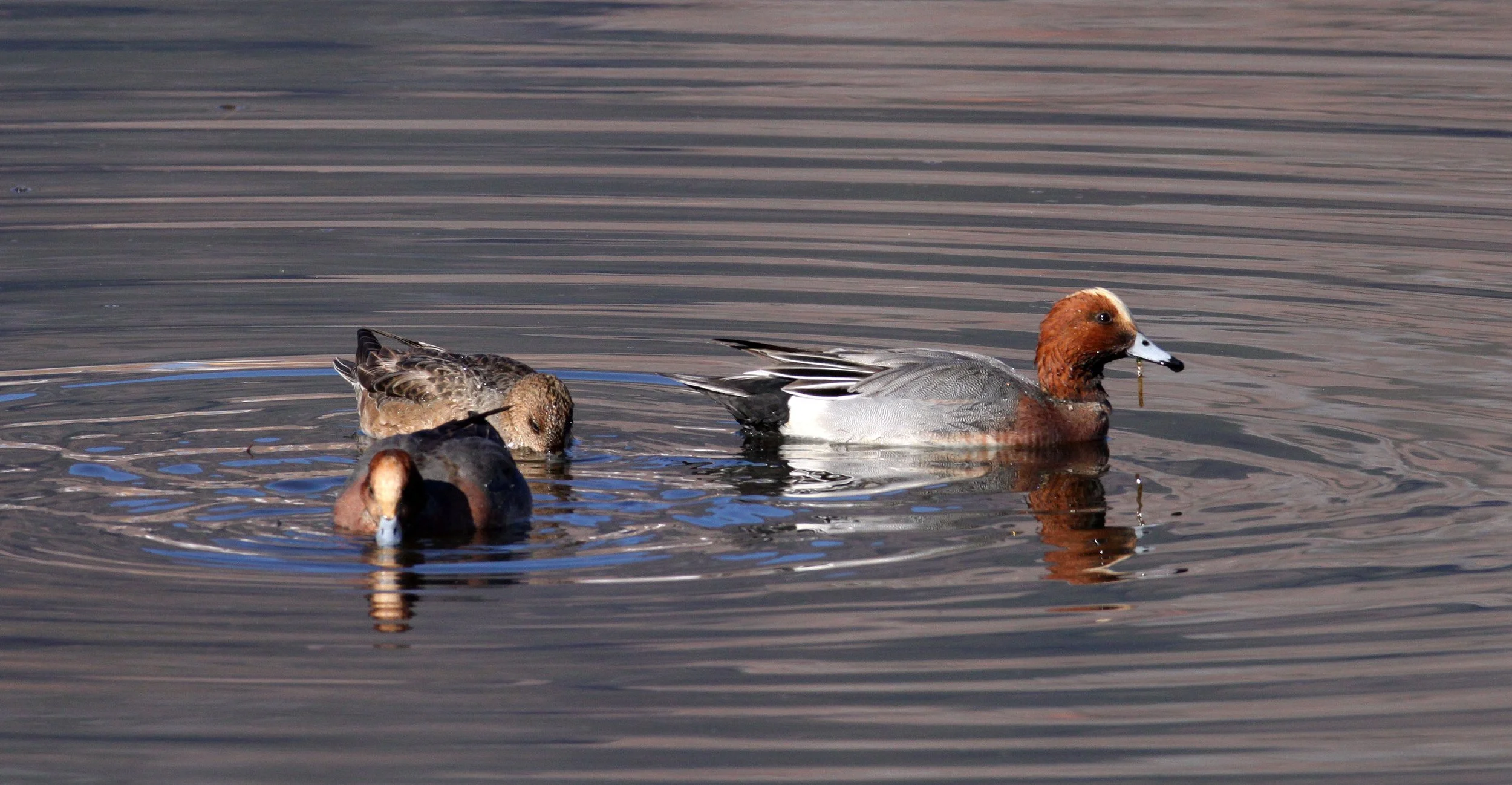 WIGEON - EURASIAN WIGEON - Mareca penelope - CAO HAI WETLANDS YUNNAN CHINA (9).JPG