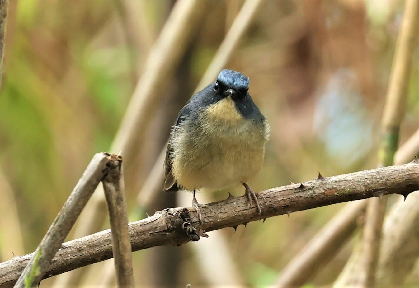 FLYCATCHER - SLATY-BLUE FLYCATCHER - Ficedula tricolor - DOI SAN JU (DOI LANG WEST) FEB 2022 (22).jpg