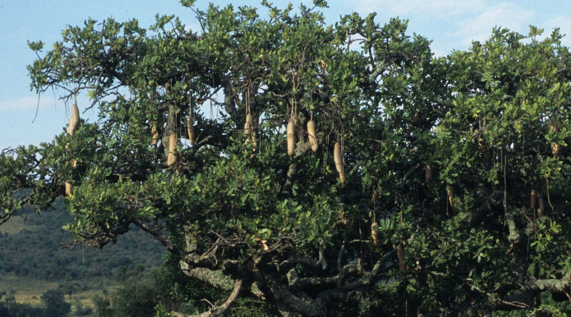 UGANDA - SAUSAGE TREE A.jpg