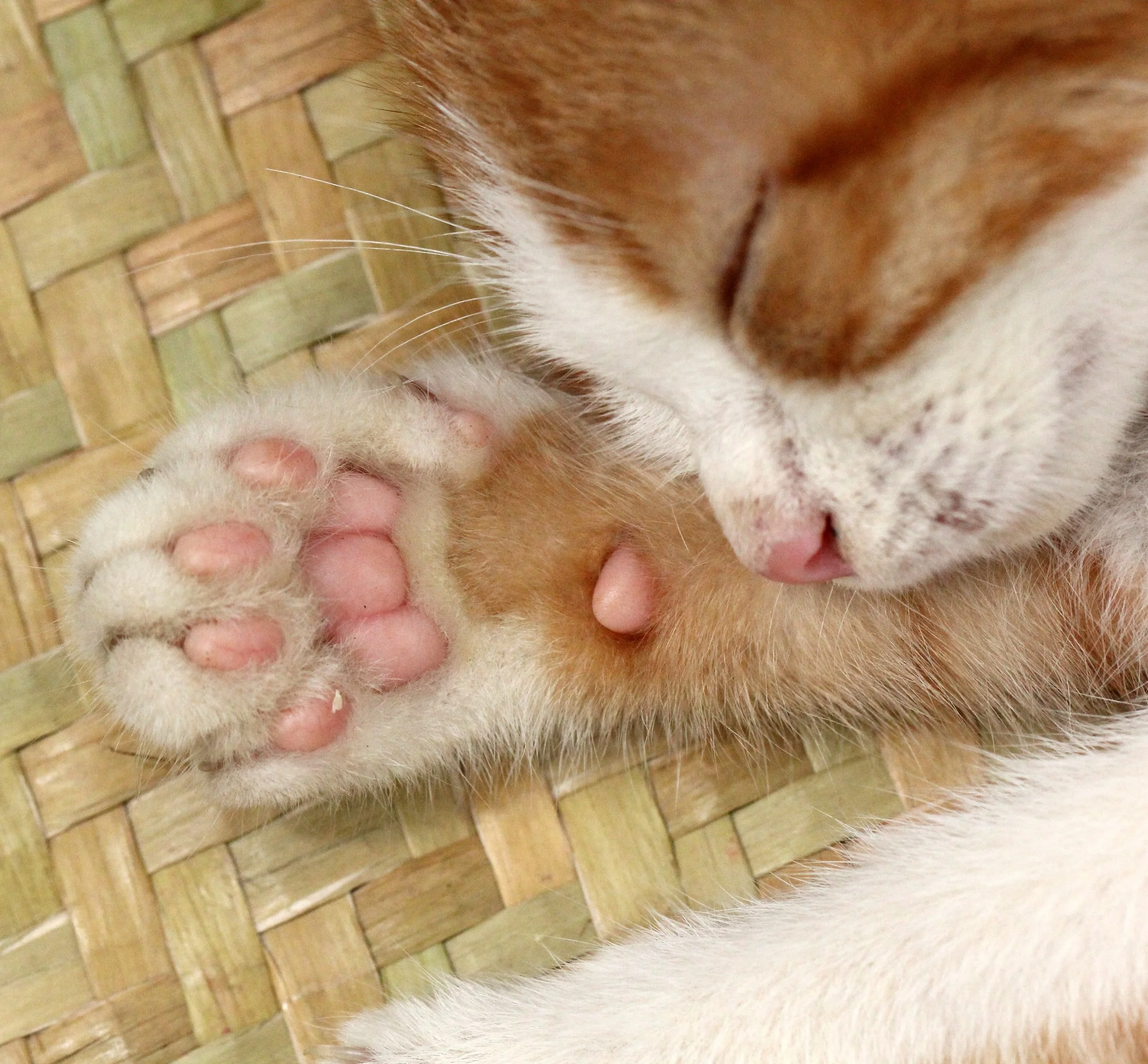 2015 Koh Lanta Summer Misc Images (1046).JPG