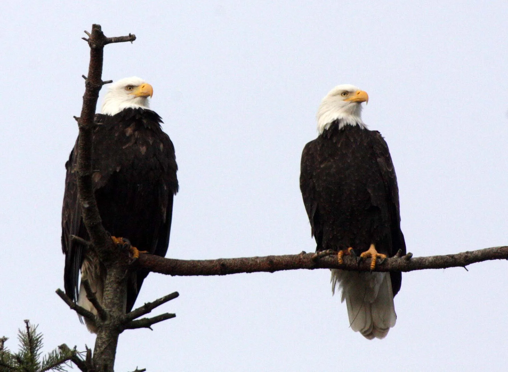 Haliaeetus leucocephalus - AMERICAN BALD EAGLE - MARINE DRIVE SEQUIM WA (18).JPG