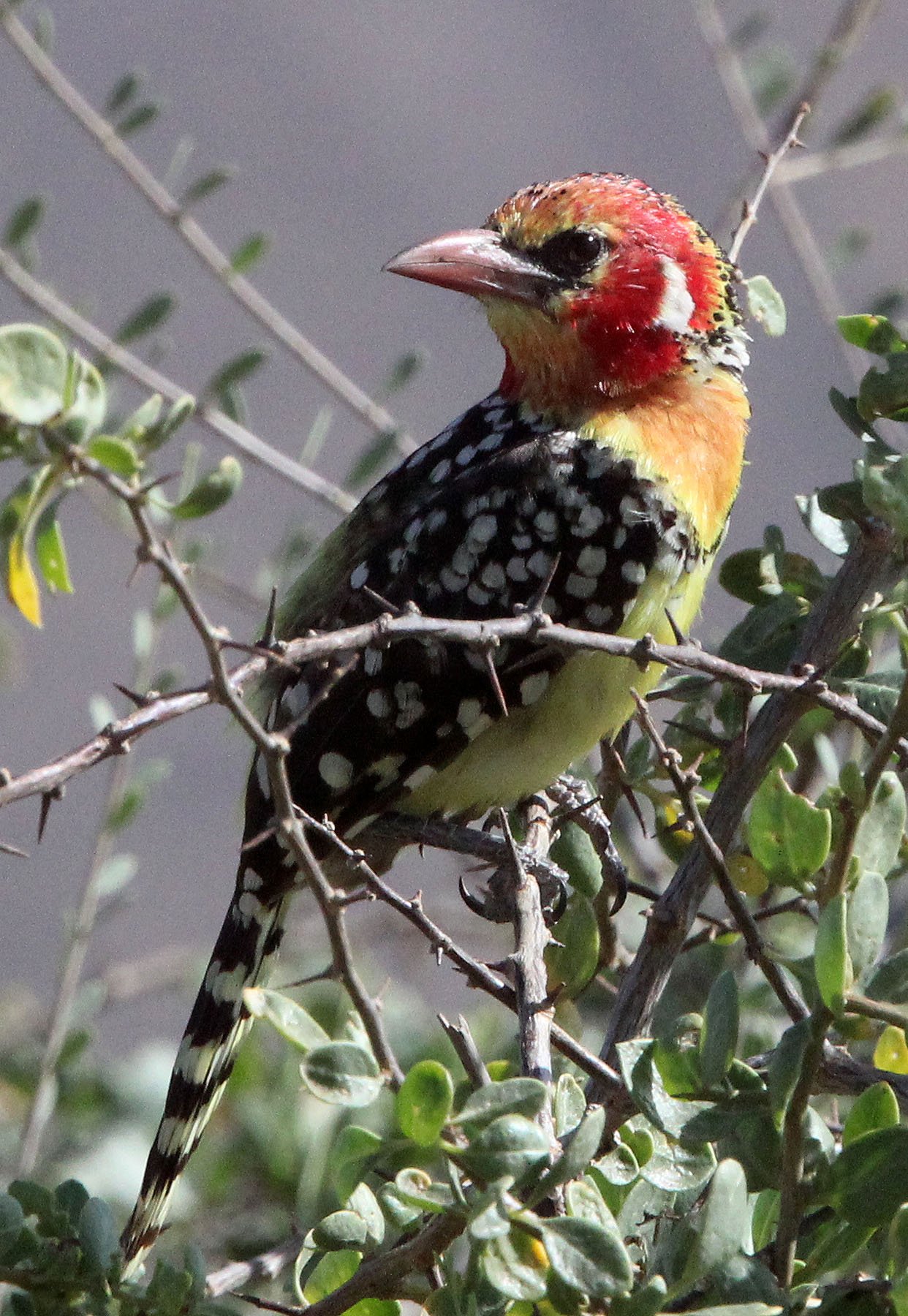 BARBET - RED-AND-YELLOW BARBET - Trachyphonus erythrocephalus - SAMBURU NATIONAL PARK KENYA (8).JPG