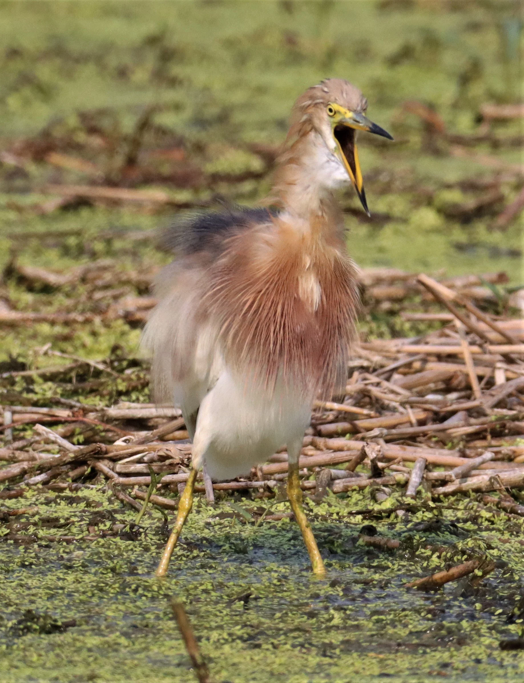 HERON - JAVAN POND HERON - Ardeola speciosa - LAT KRABANG WETLANDS NEAR BKK (23).jpg