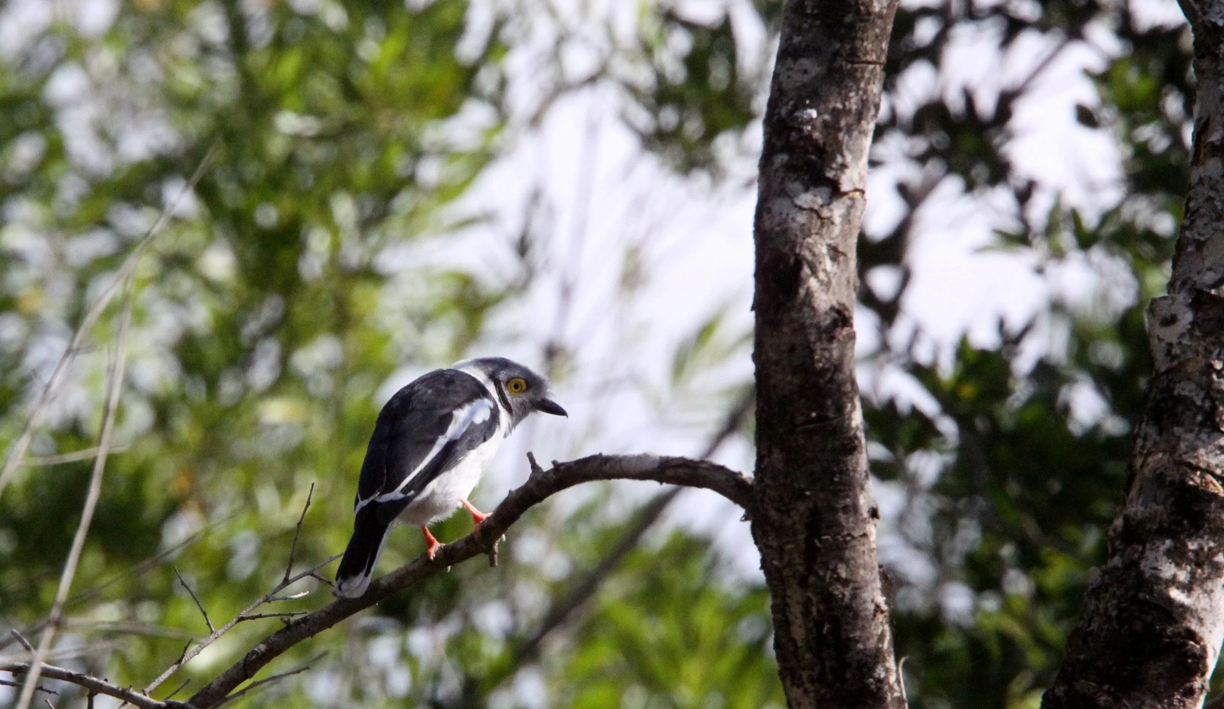 White-crested Helmet-shrike (Prionops plumatus) Imfolozi NP South Africa (7).JPG