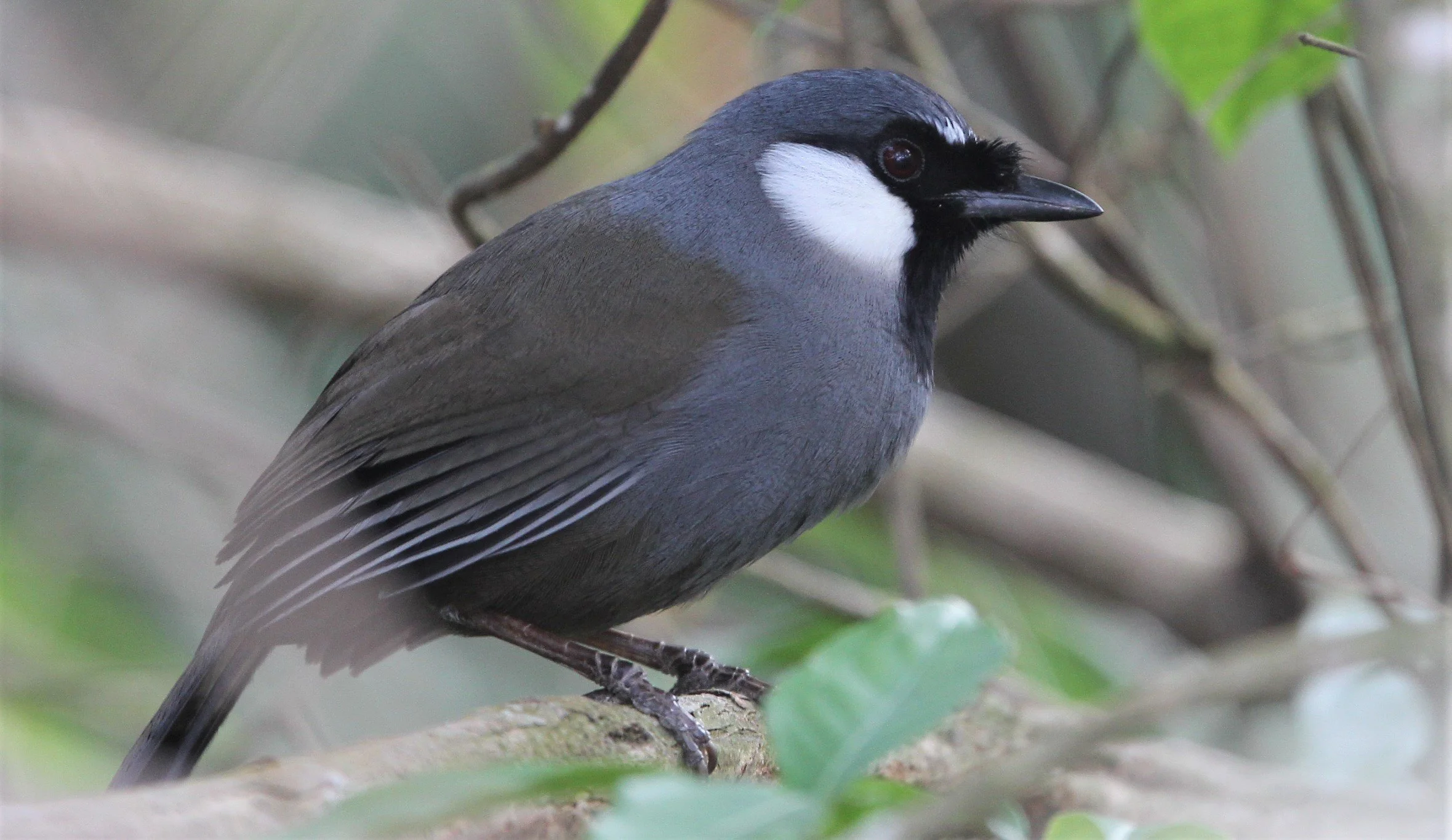 LAUGHINGTHRUSH - BLACK-THROATED LAUGHINGTHRUSH - Garrulax chinensis - KHAO DIEU DAI, KHAO YAI NP (5).jpg