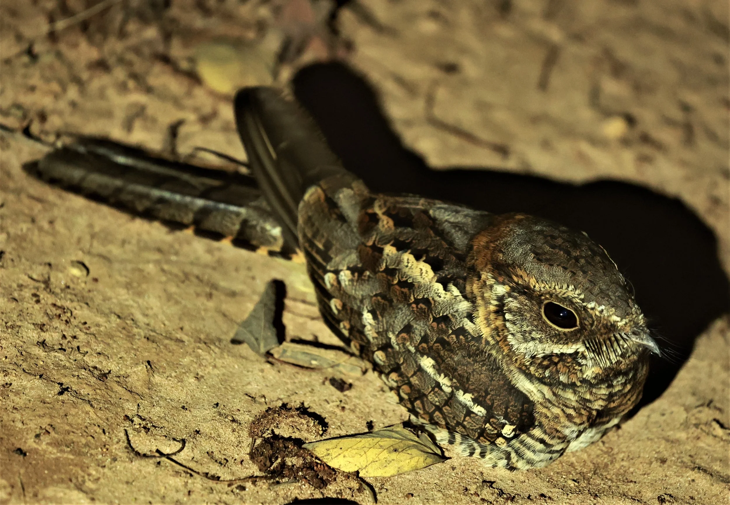 Nightjar - Scissor-tailed Nightjar - Hydropsalis torquata - Fazenda Garibaldi, Sao Paulo State  (7).jpg