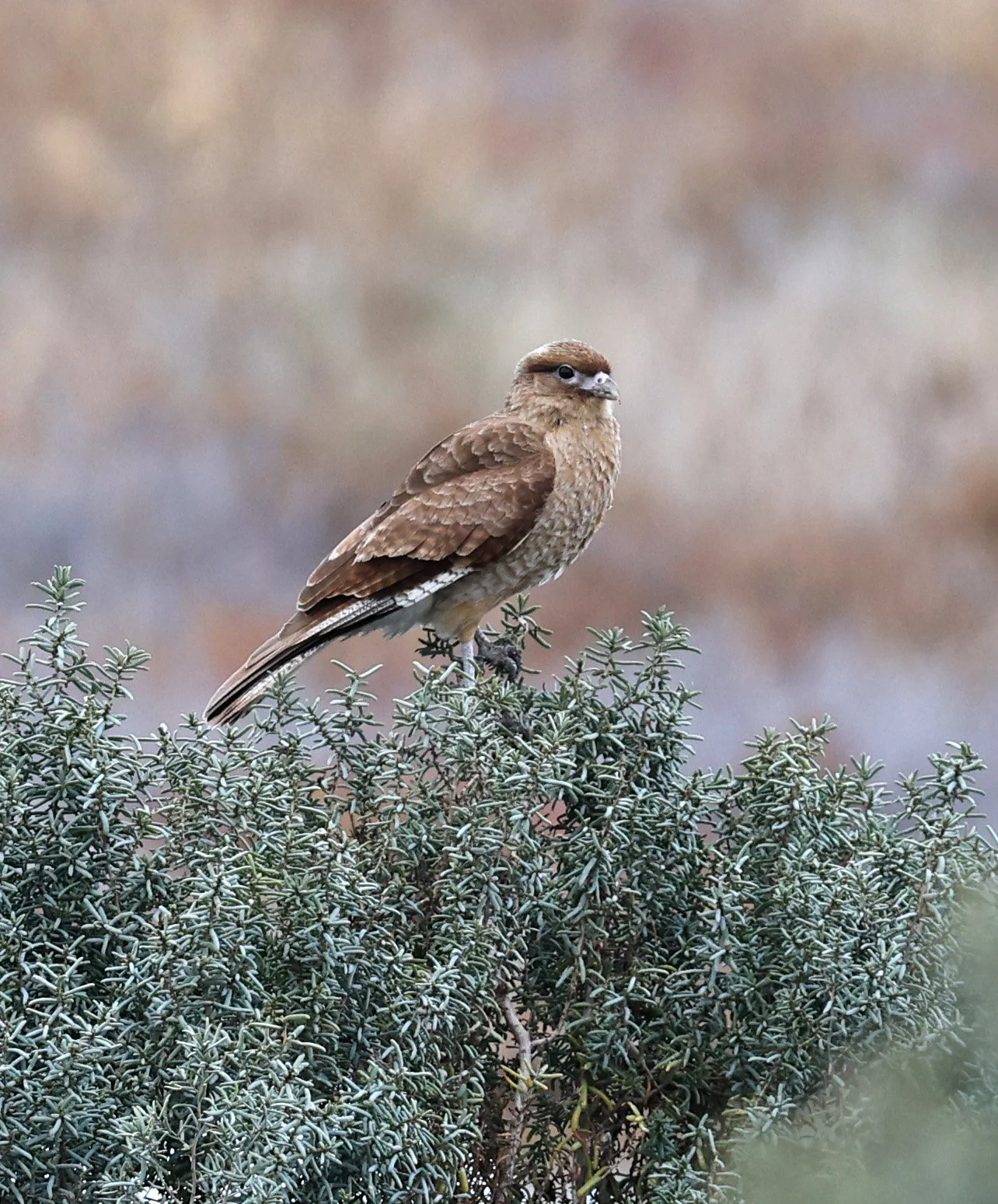 Chimango Caracara (Daptrius chimango) 