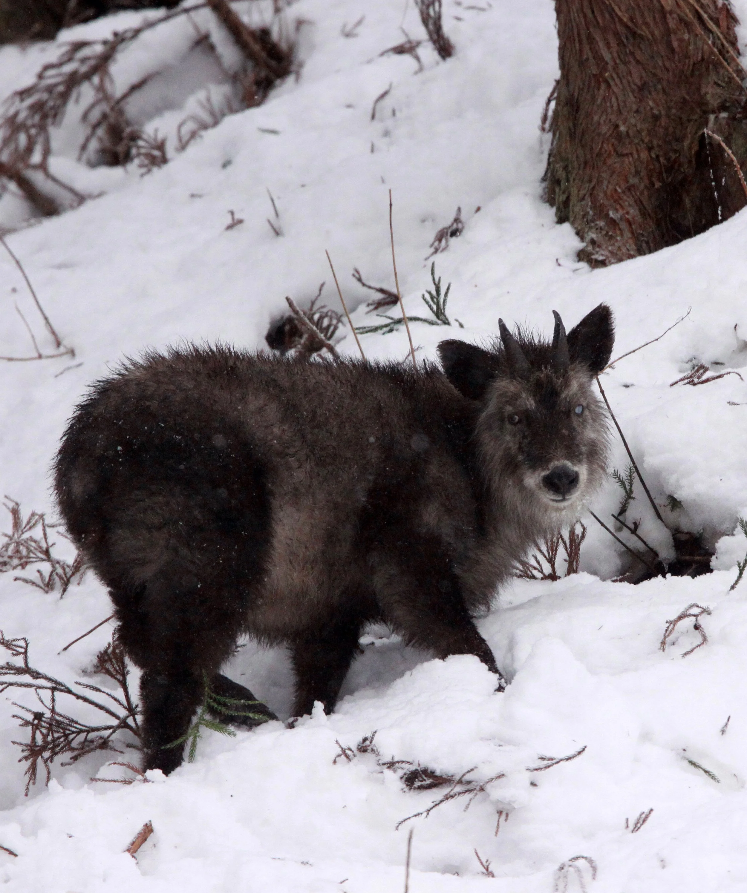 SEROW - JAPANESE SEROW - Capricornis crispus - JIGOKUDANI ONSEN NAGANO PREFECTURE JAPAN (48).JPG