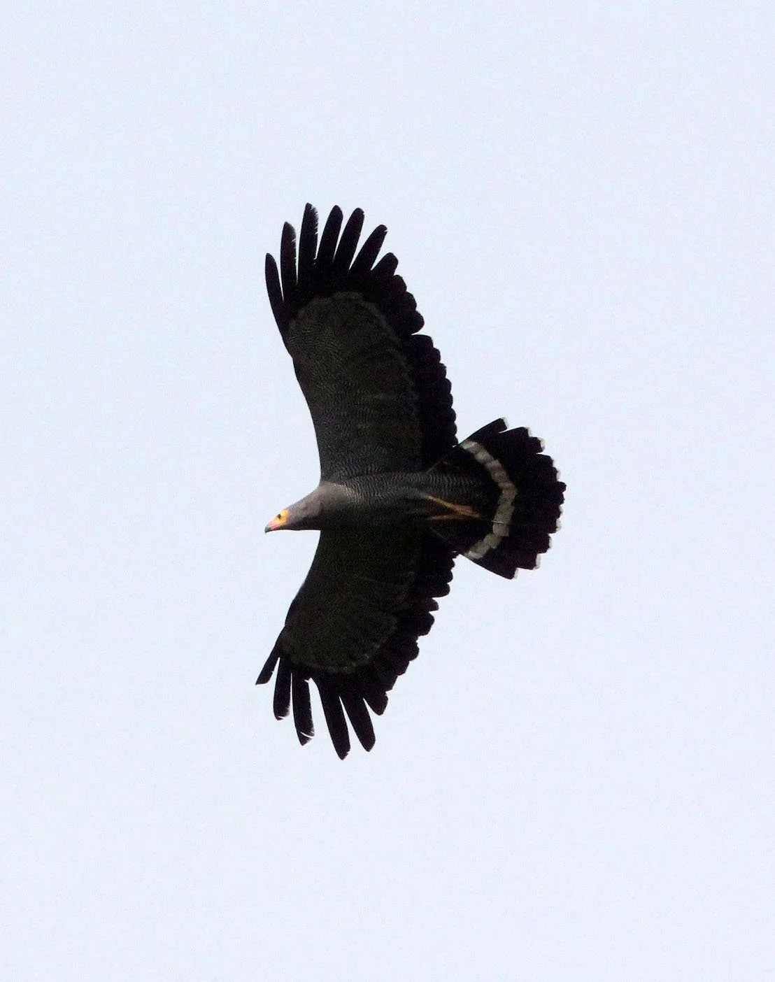 Polyboroides typus - AFRICAN HARRIER HAWK - KIBALE NATIONAL PARK UGANDA BIGODI SWAMP (14).JPG