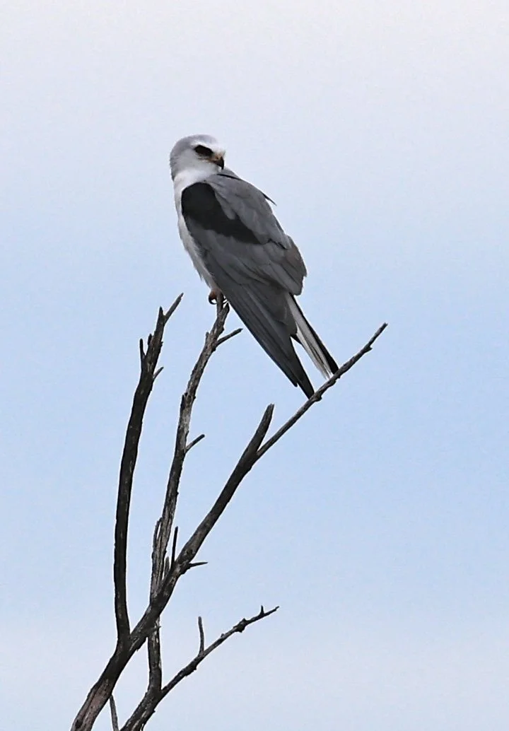 White-tailed Kite (Elanus leucurus)