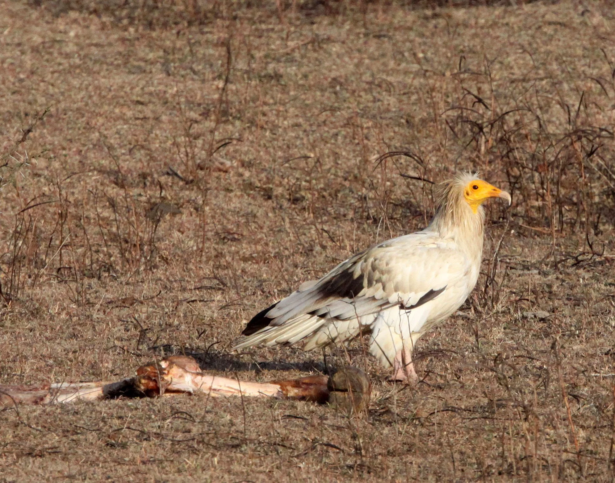 Neophron percnopterus - EGYPTIAN VULTURE - KANHA NATIONAL PARK INDIA (8).JPG