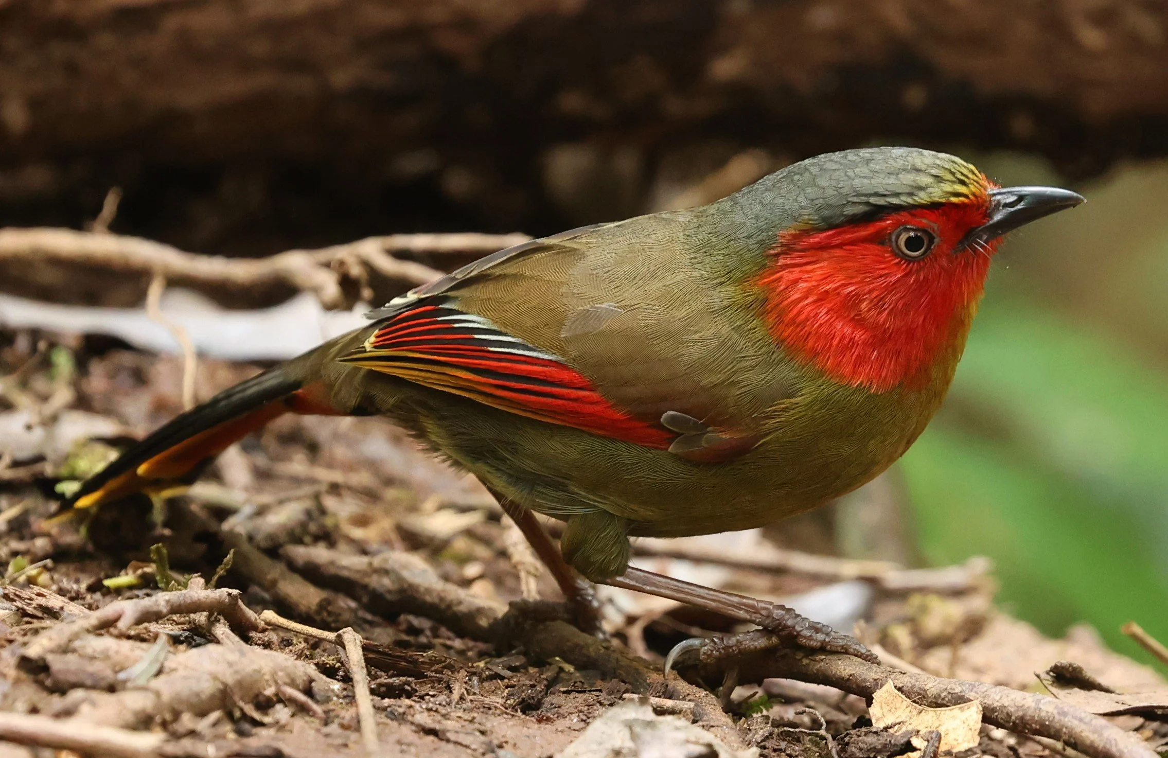 LIOCICHLA - SCARLET-FACED LIOCICHLA - Liocichla ripponi - DOI PHA HOM POK NP DOI LANG EAST FEB 2022 (92).jpg