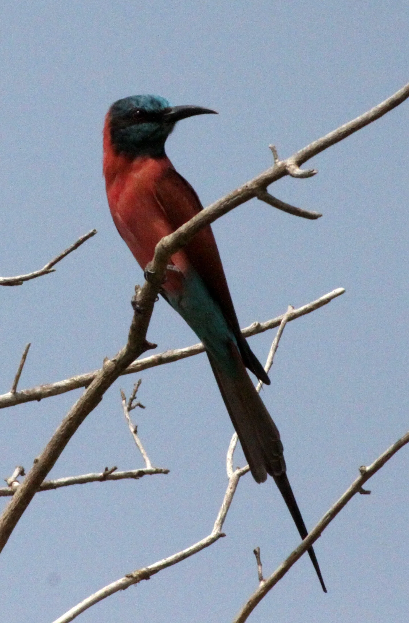 BIRD - BEE-EATER - NORTHERN CARMINE BEE-EATER - MURCHISON FALLS NP UGANDA (3).JPG