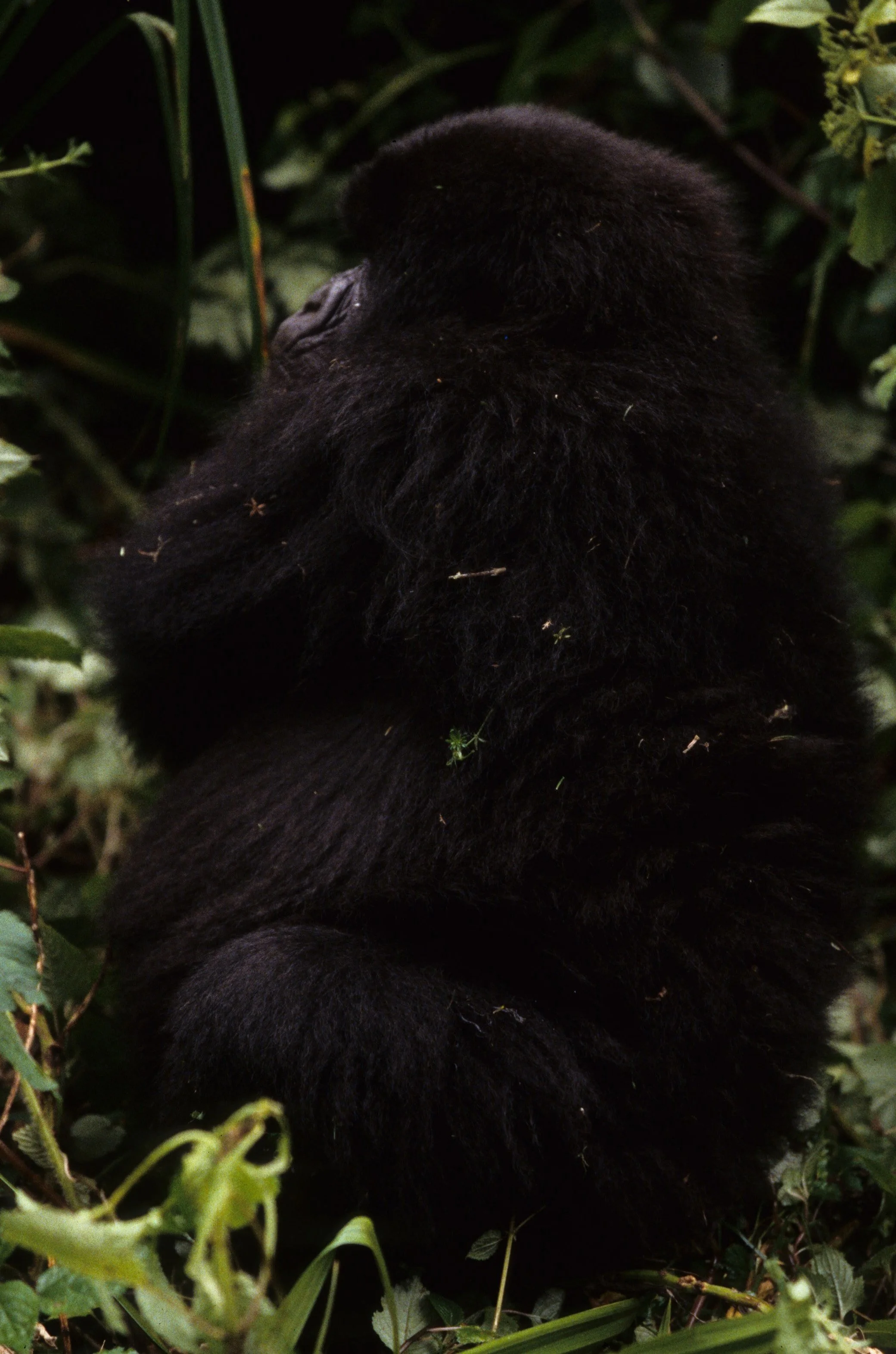 PRIMATE - GORILLA-RWANDA PARC DU VULCANS (106).jpg