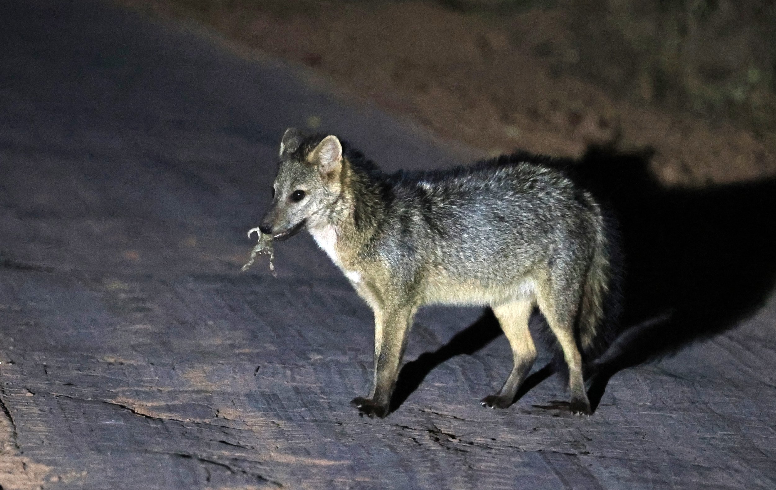 Crab-eating Fox (Cerdocyon thous) Agua Dulce Paraguay (27).jpg