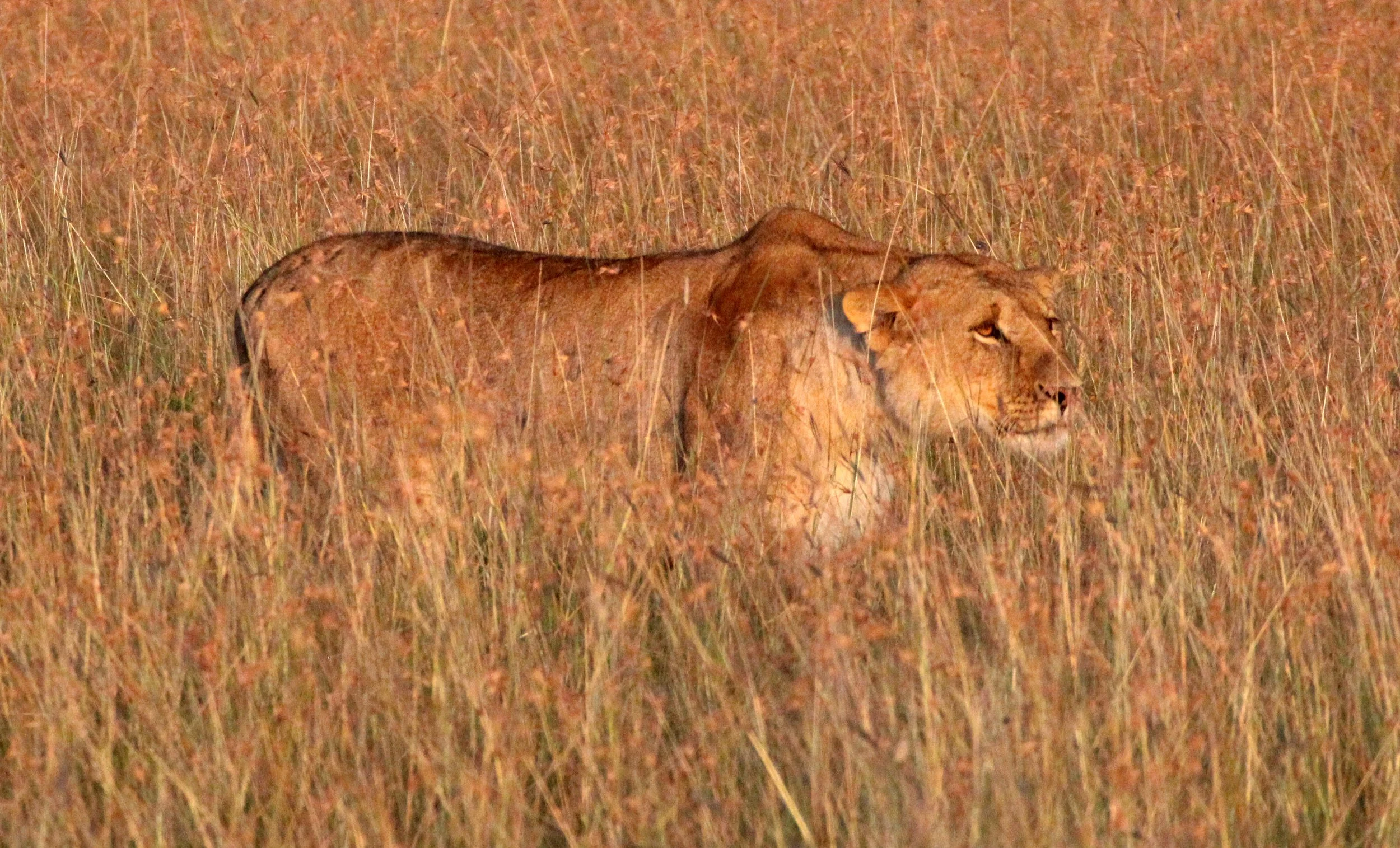 Panthera leo melanochaita - AFRICAN  LION - MASAI MARA NATIONAL PARK KENYA (234).JPG