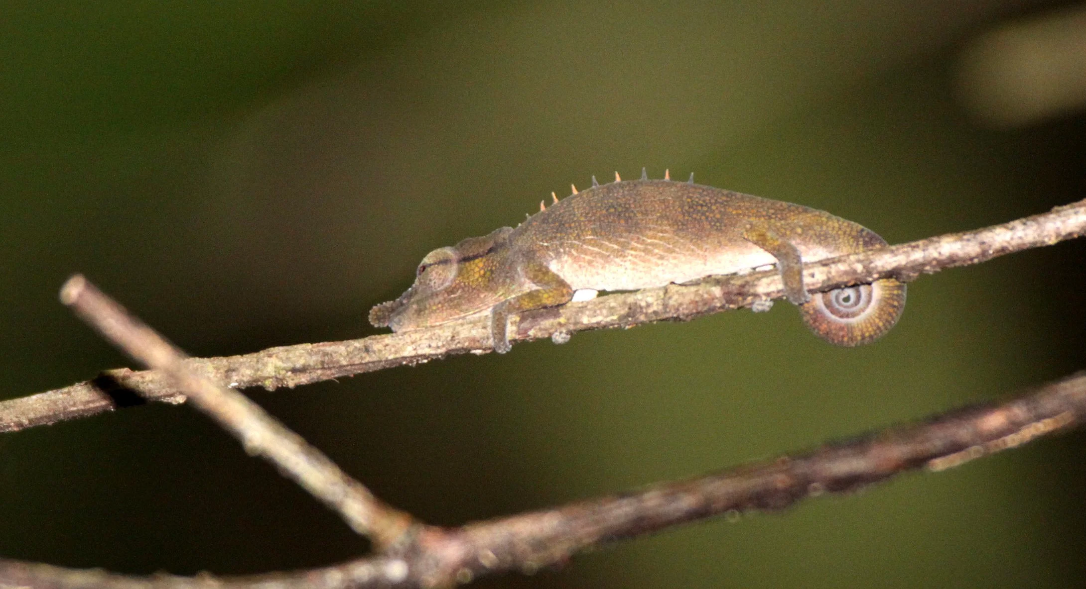Calumma fallax - SHORT-NOSED DECEPTIVE CHAMELEON - RANOMAFANA NATIONAL PARK MADGASCAR (4).JPG