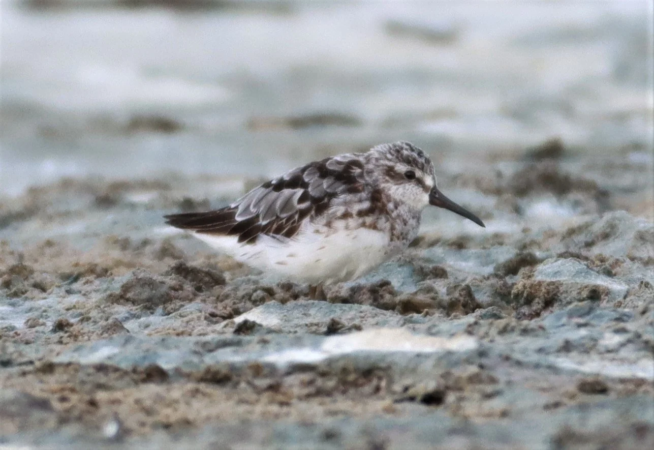 SANDPIPER - BROADBILL SANDPIPER - Calidris falcinellus - Salt pans west of Bang Pakong River AUG 21.jpg