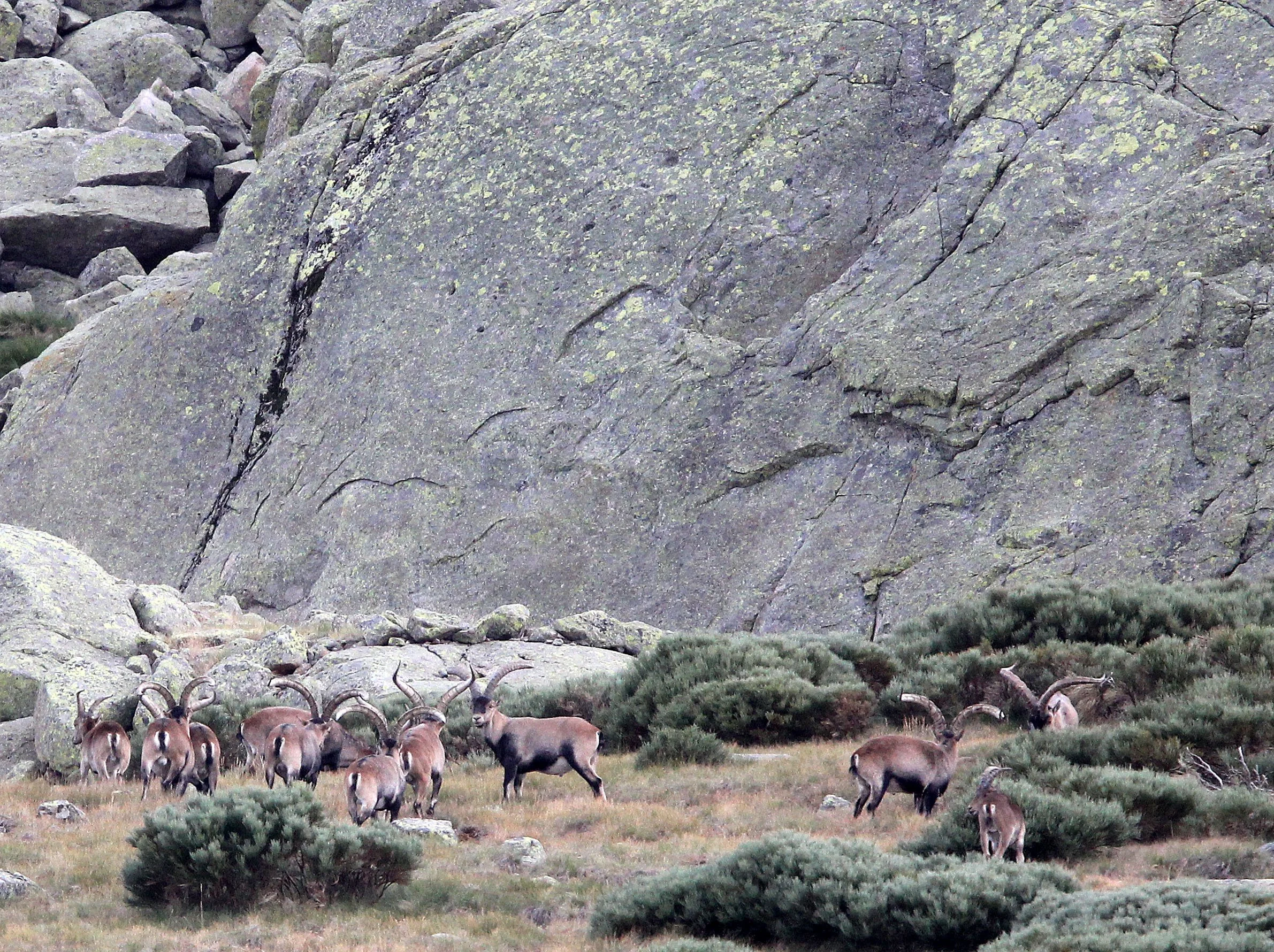 IBEX - WESTERN SPANISH (GREDOS) IBEX - Capra pyrenaica victoriae) SIERRA DE GREDOS NATIONAL PARK SPAIN (49).JPG
