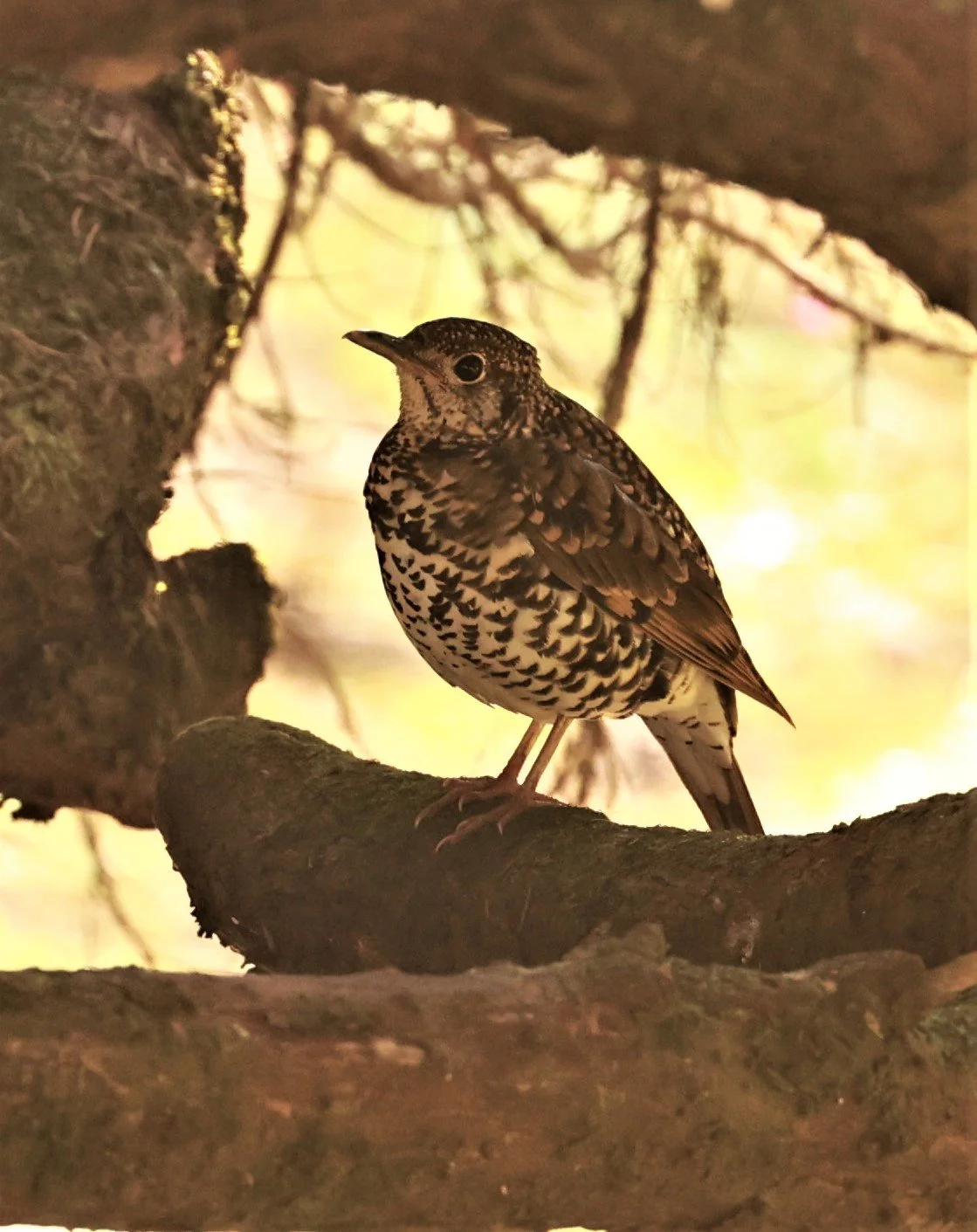 Scaly Thrush (Zoothera dauma) Doi Ang Kang Chiang Mai (7).jpg