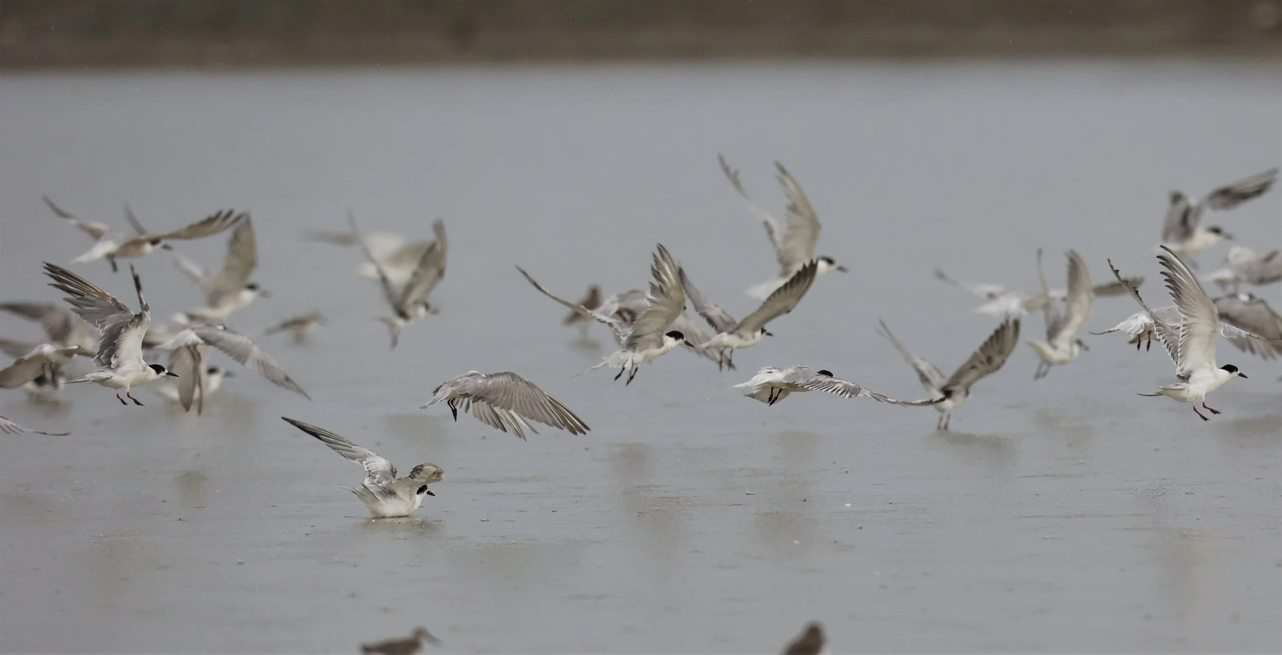 TERN - COMMON TERN - Sterna hirundo - PAK THALE 16 & 19 OCTOBER 2021 (3).jpg