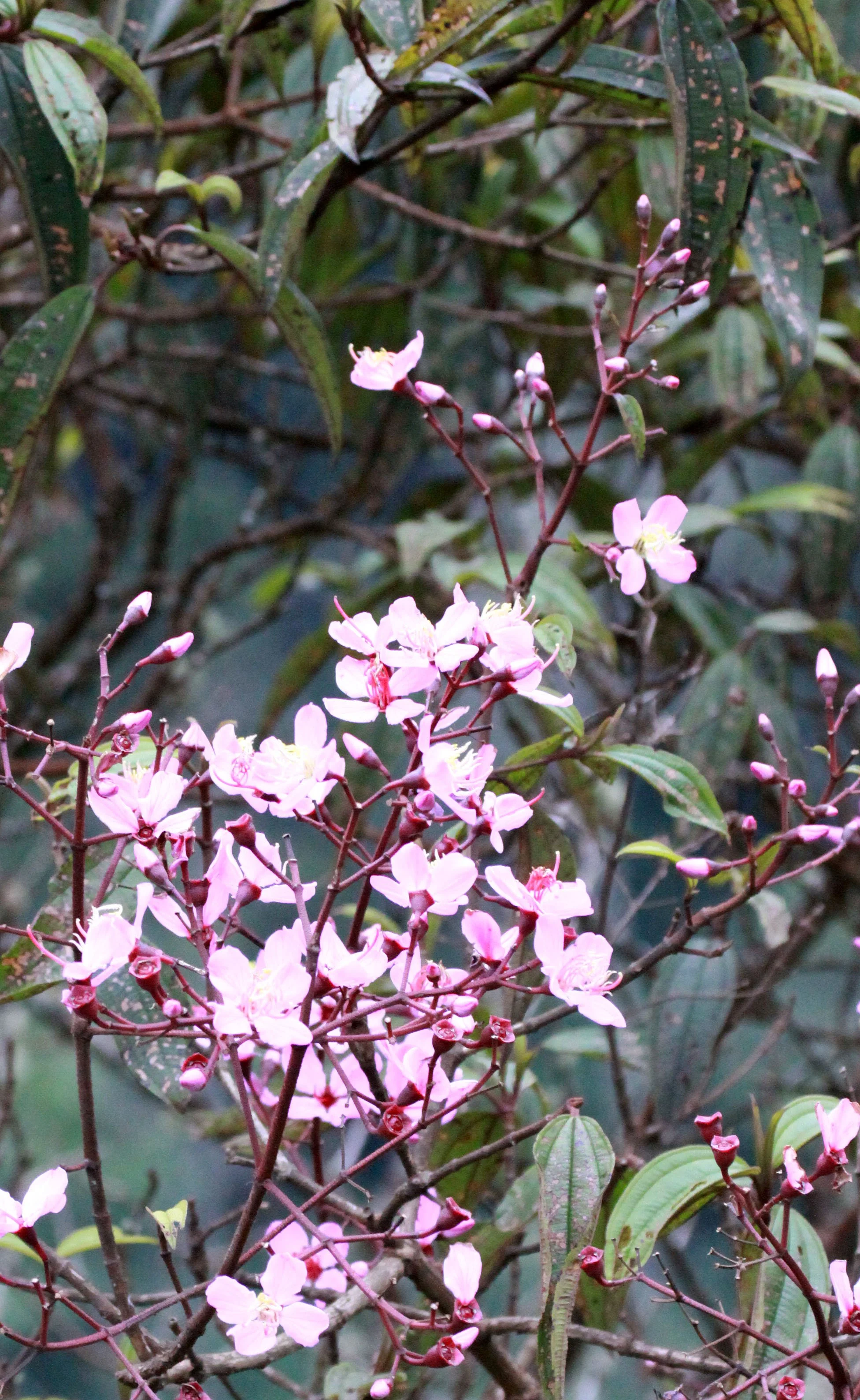 NYUNGWE NATIONAL PARK RWANDA (553).JPG