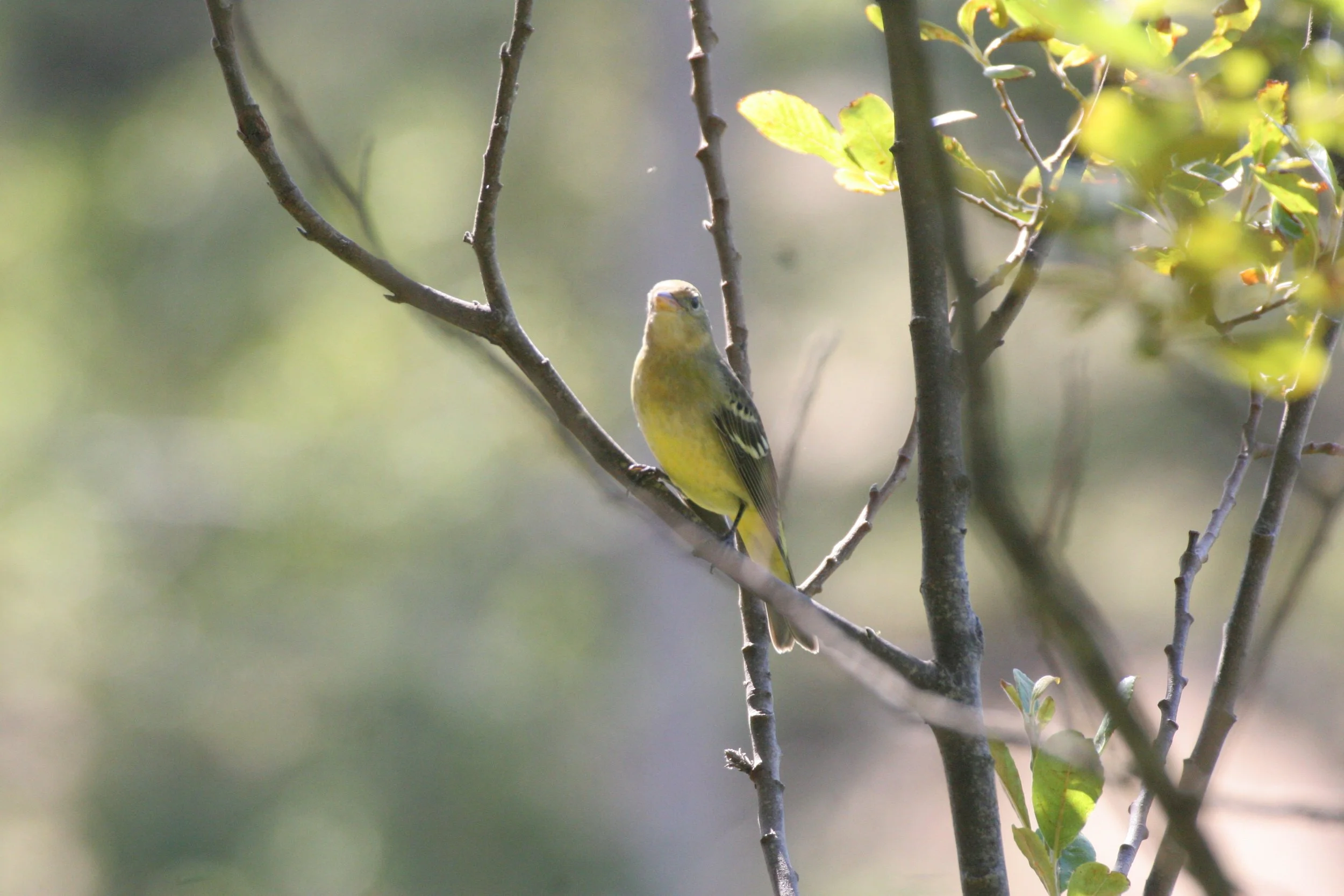 BIRD - TANAGER - WESTERN TANAGER - FEMALE - LAKE FARM TRAILS (17).JPG