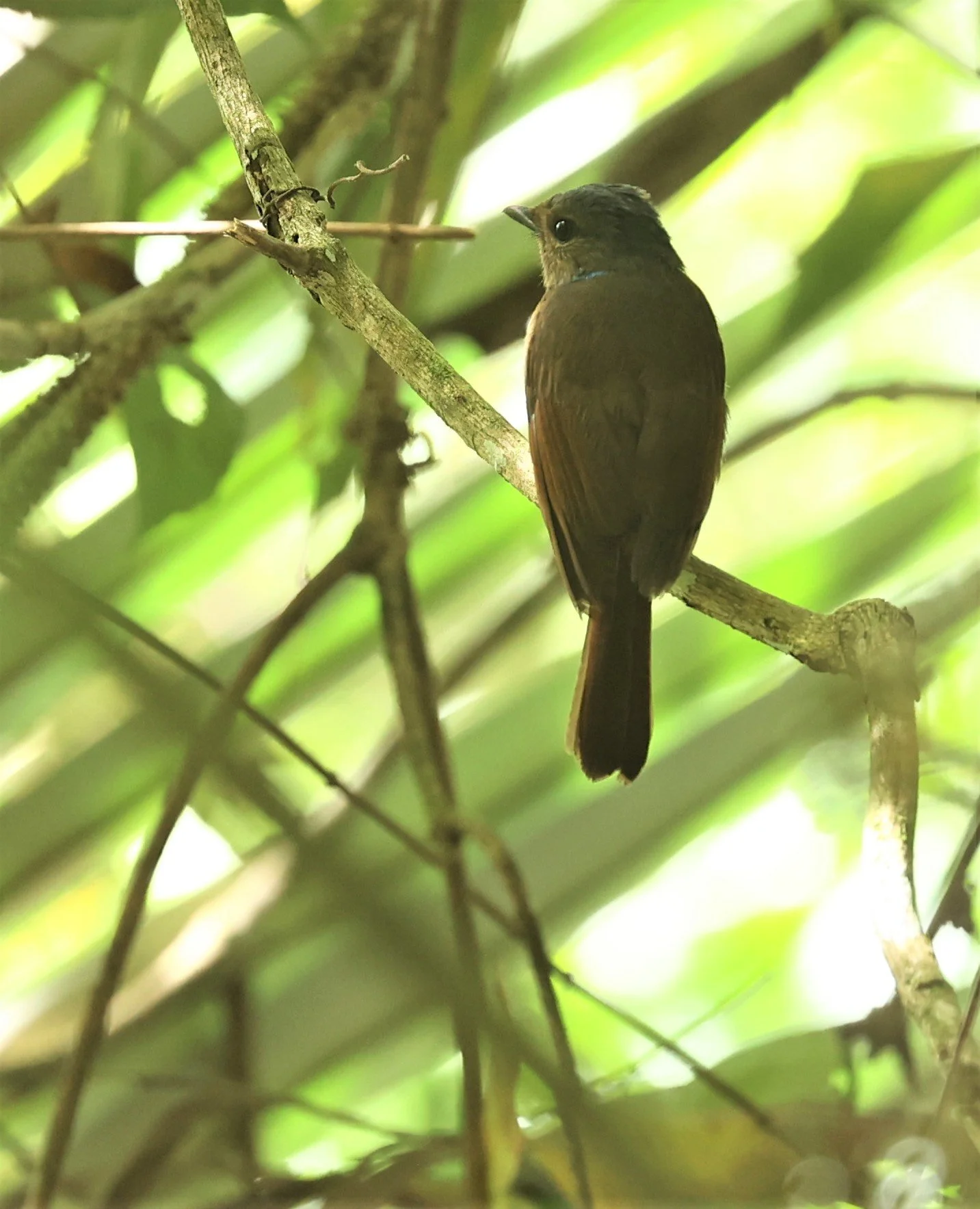 Niltava grandis - LARGE NILTAVA - FRASER'S HILL, MALAYSIA JUNE 2022 (13).jpg