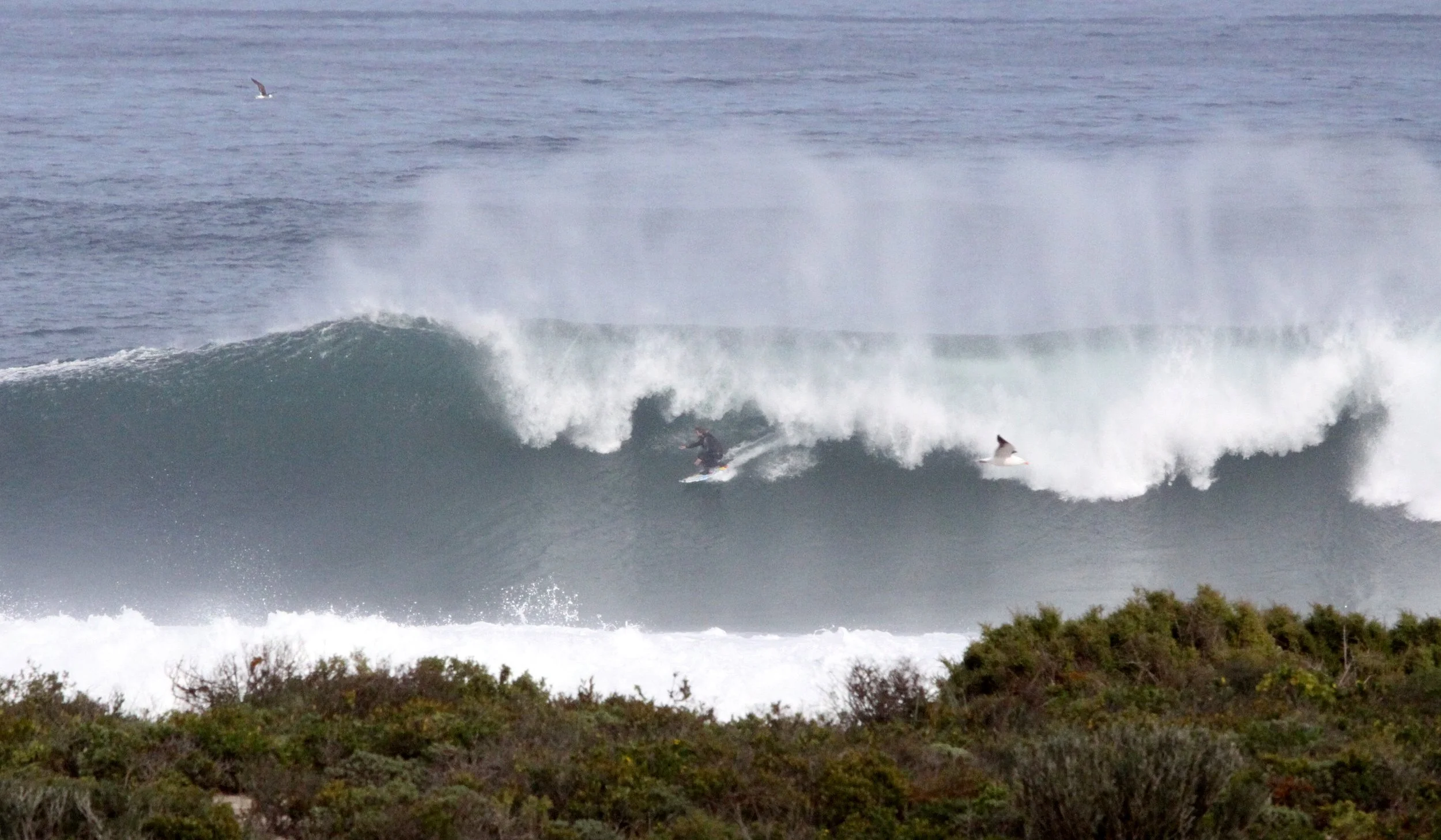 LAMBERT'S BAY SOUTH AFRICA - SURF'S UP! (8).JPG