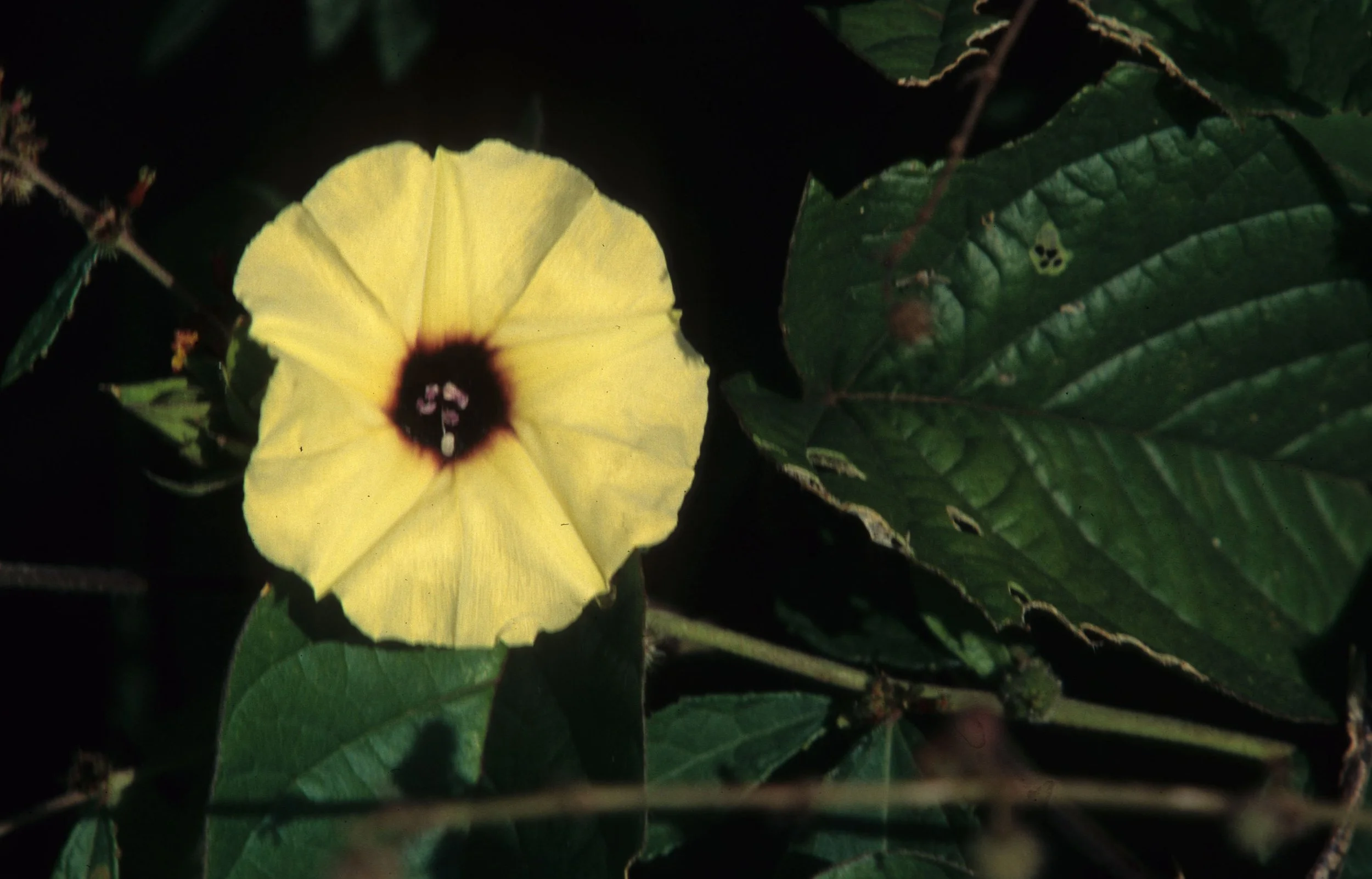 KENYA - PLANT SPECIES B.jpg