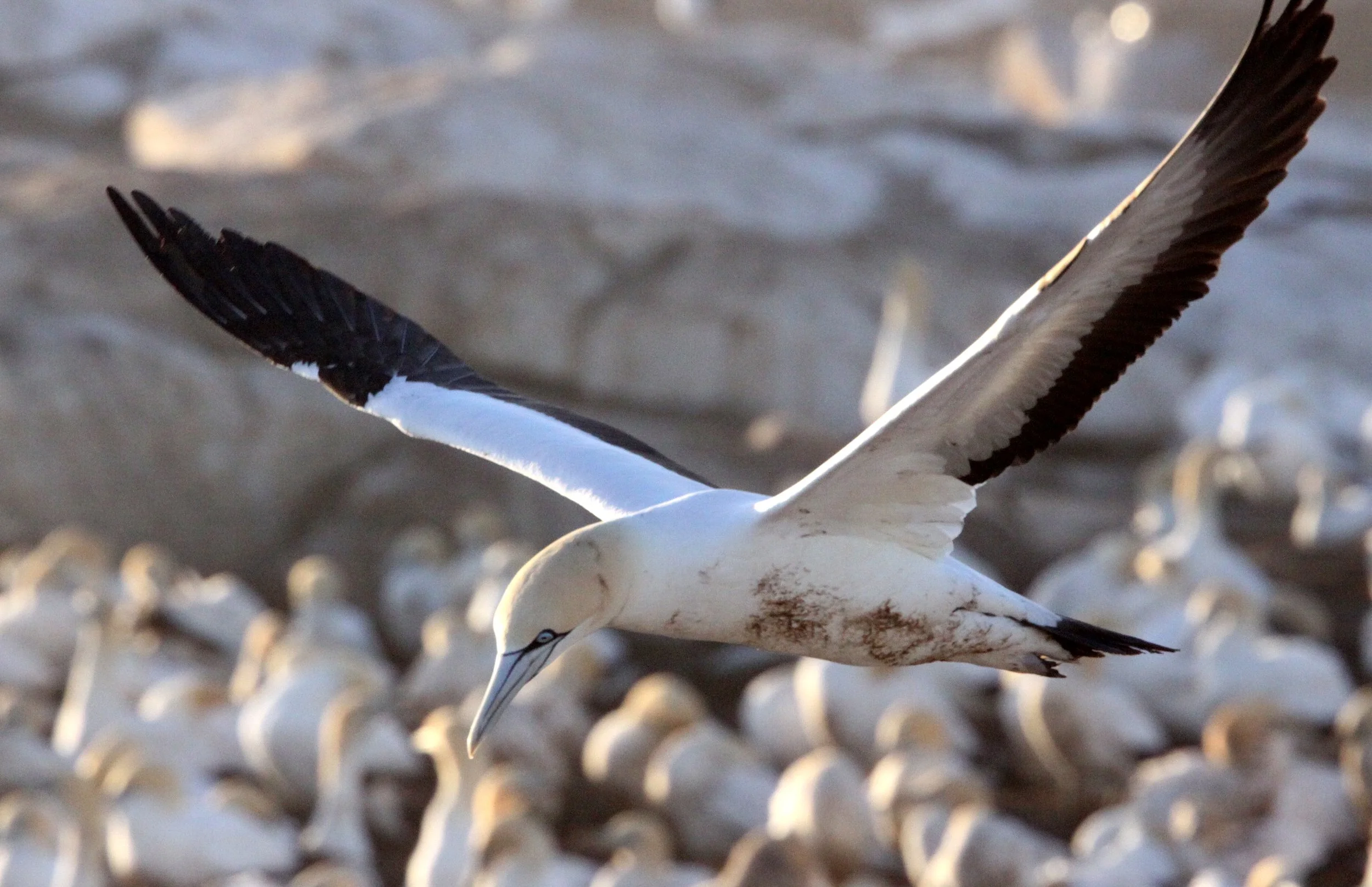 Cape gannet (Morus capensis) Lambert's Bay South Africa (104).JPG