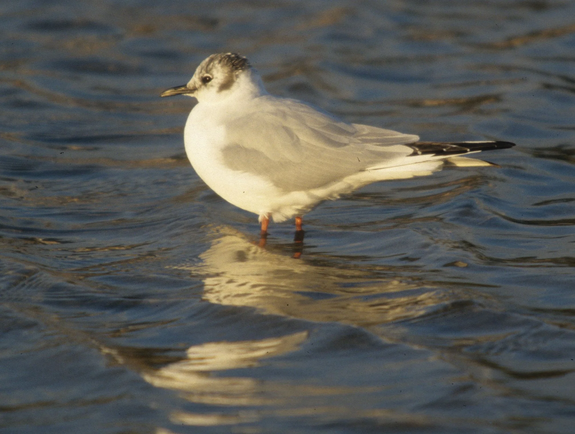 BIRD - GULL - BONAPARTES - BODEGA BAY B.jpg