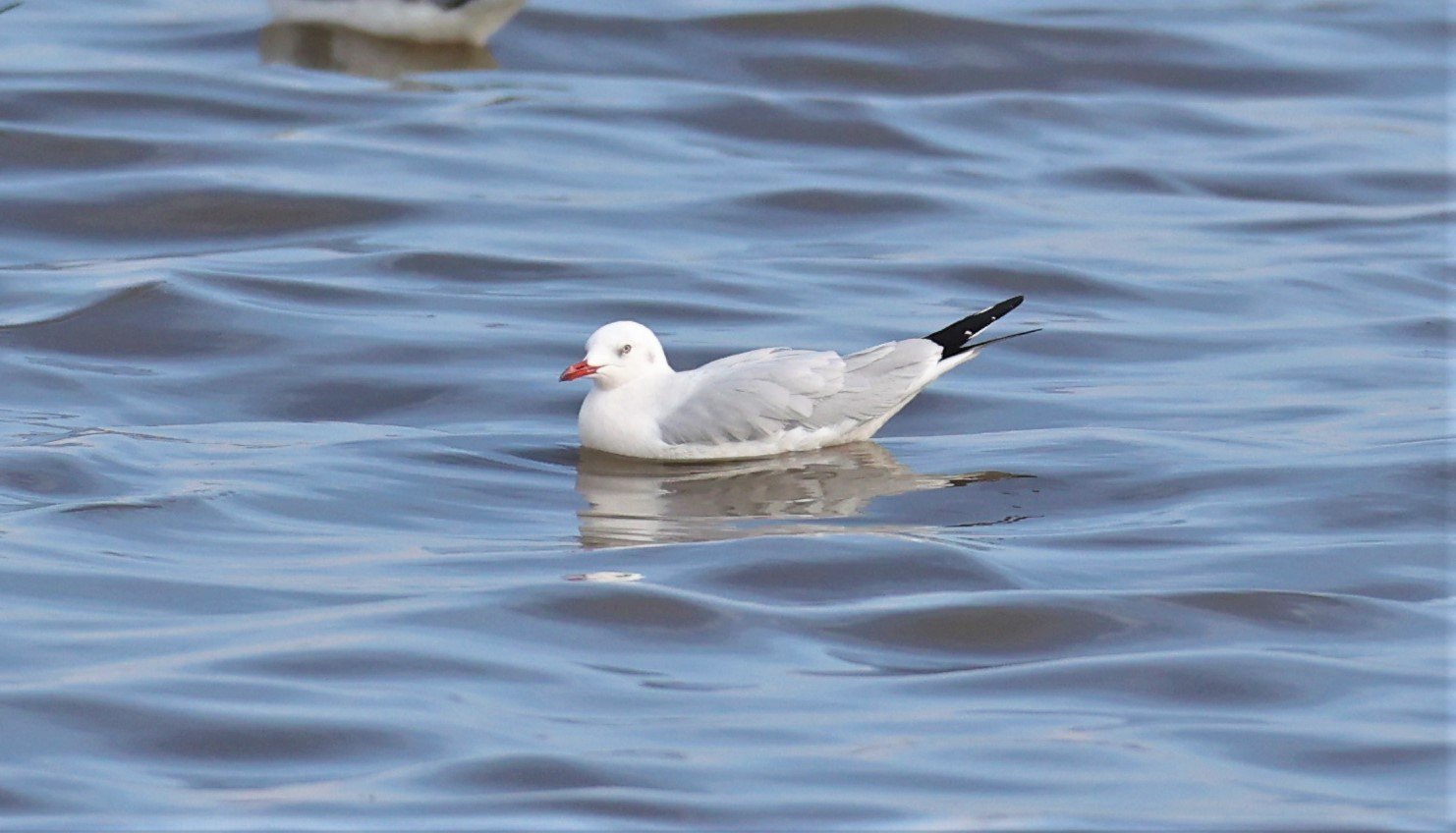 GULL - SLENDER-BILLED GULL - Chroicocephalus genei - BANG PU 27 OCT 2021 (4).jpg