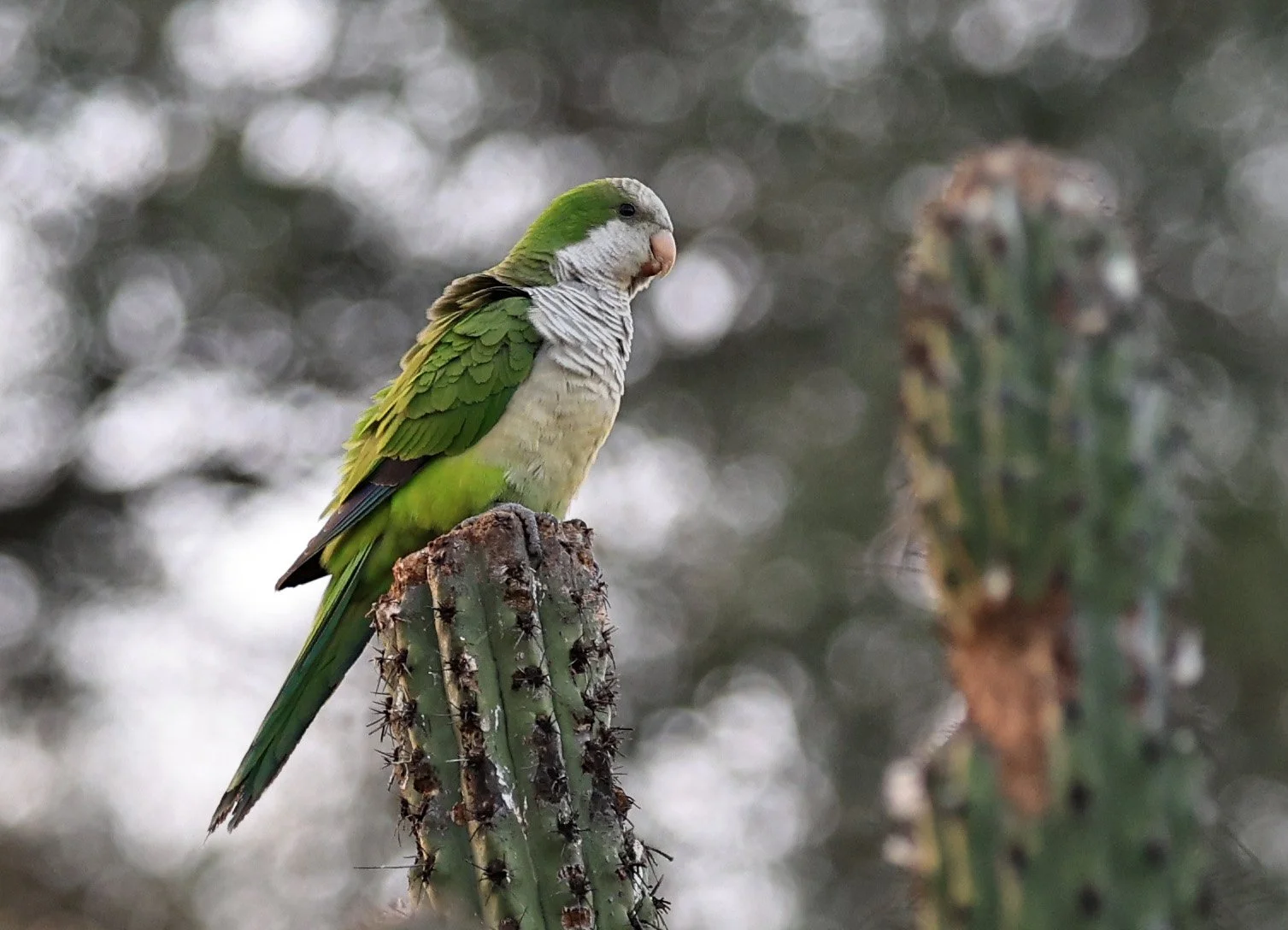 Monk Parakeet (Myiopsitta monachus)